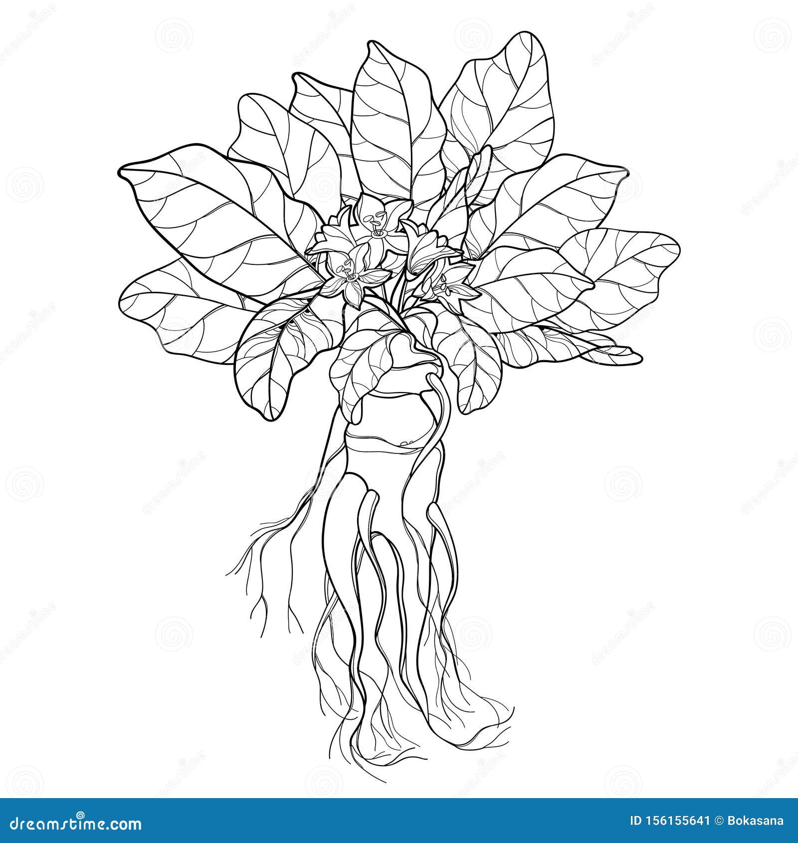 Vetor de Hand drawing mandrake. Black outline. Magic plant. Coloring page.  do Stock