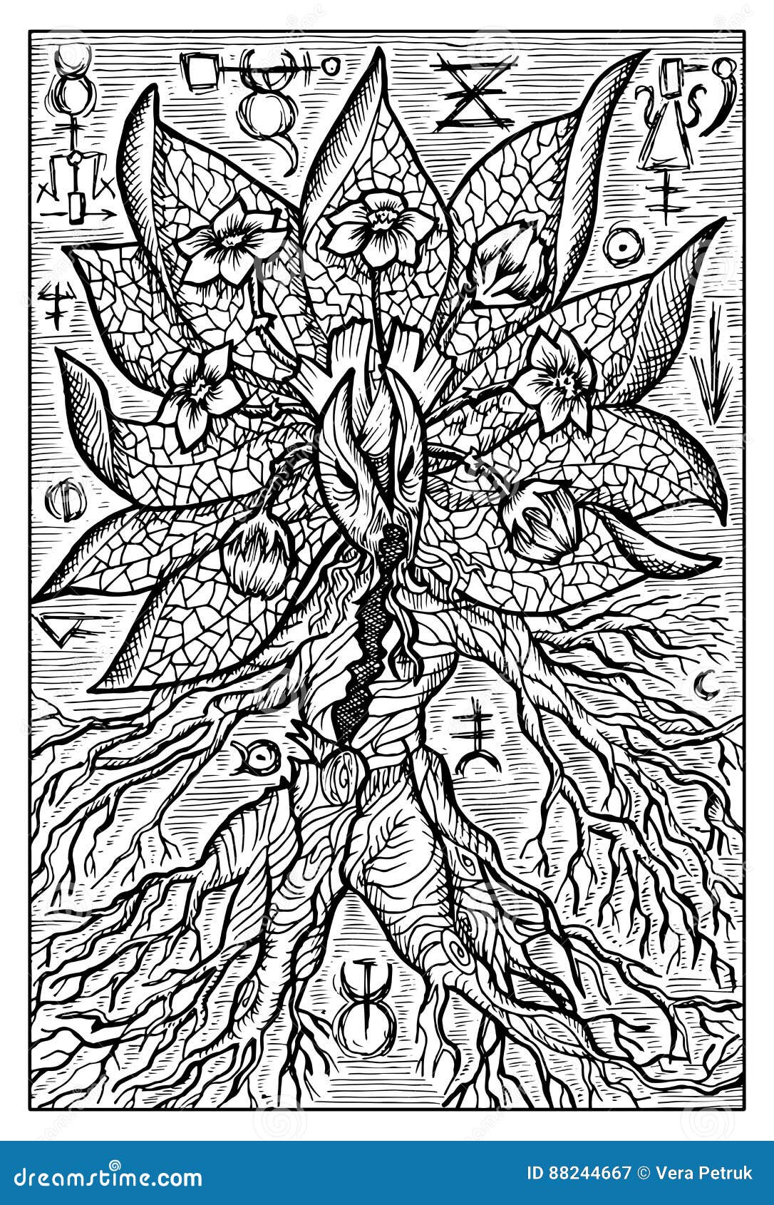 Vetor de Hand drawing mandrake. Black outline. Magic plant. Coloring page.  do Stock