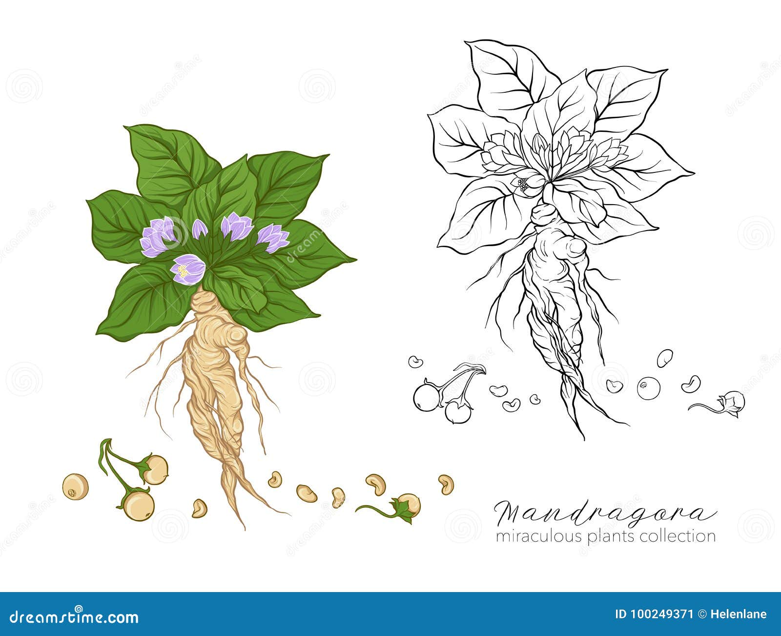 Hand drawing illustration. Vector illustration of mandrake. Mandragora root  homunculus, alchemy ingredient, witchcraft, sorcery mystical creature.  Halloween character. Botanical. Coloring page ilustração do Stock