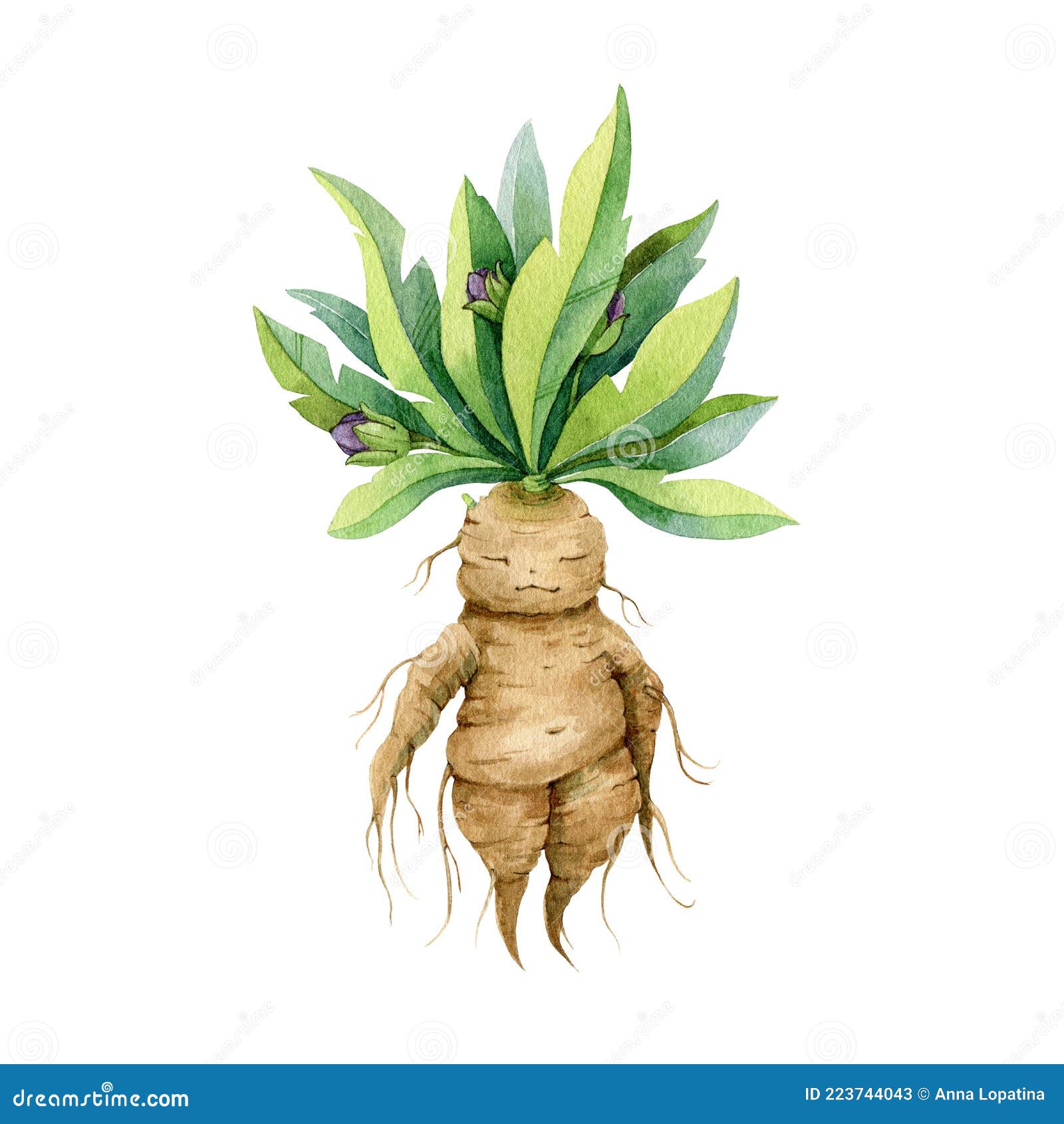 Mandrake Roots Hand Drawn Character Stock Illustration - Download