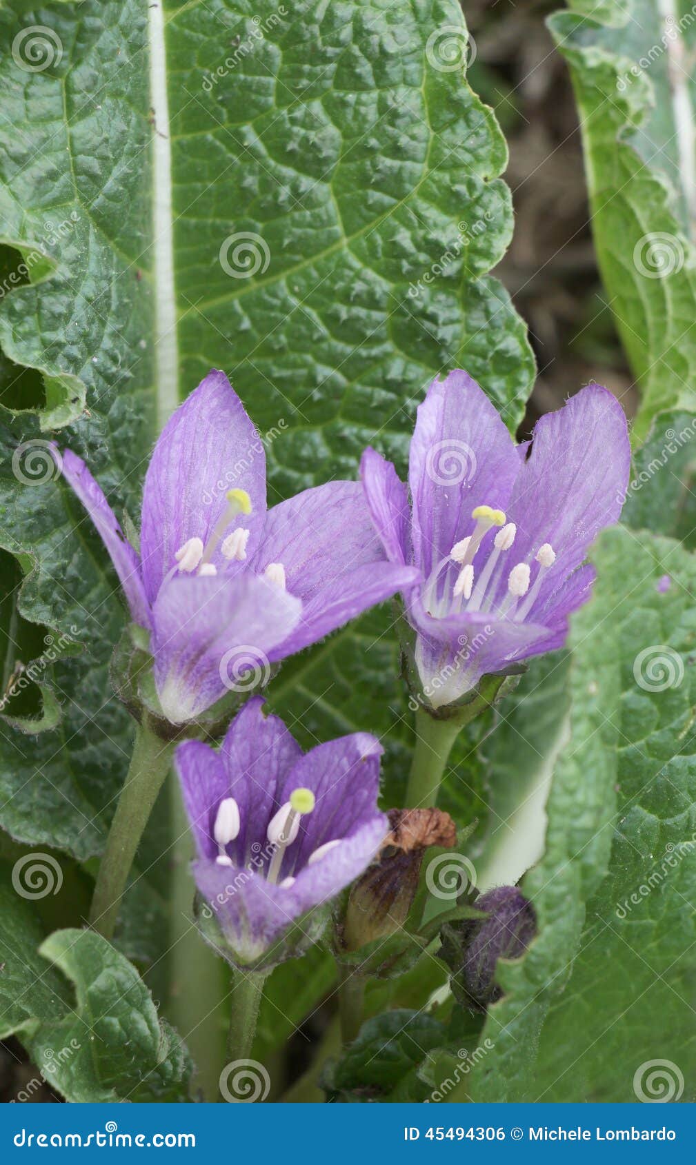 17 Ilustrações de Mandrake Flower - Getty Images