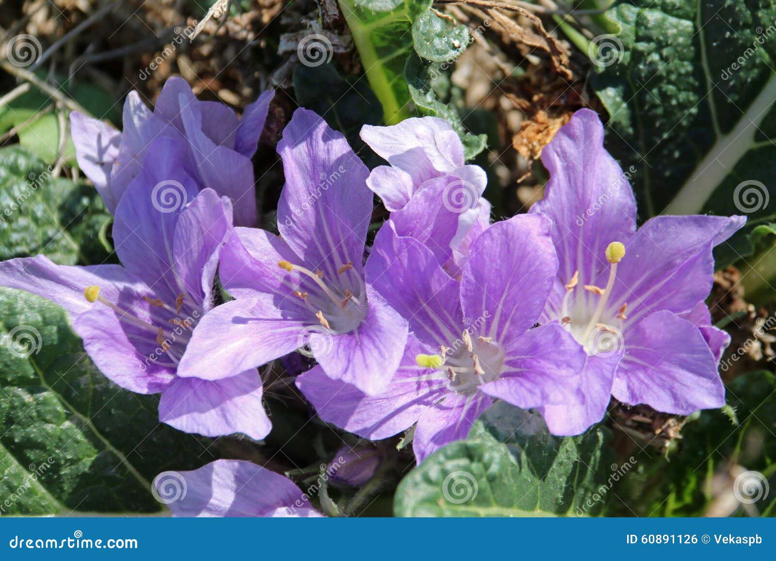 17 Ilustrações de Mandrake Flower - Getty Images