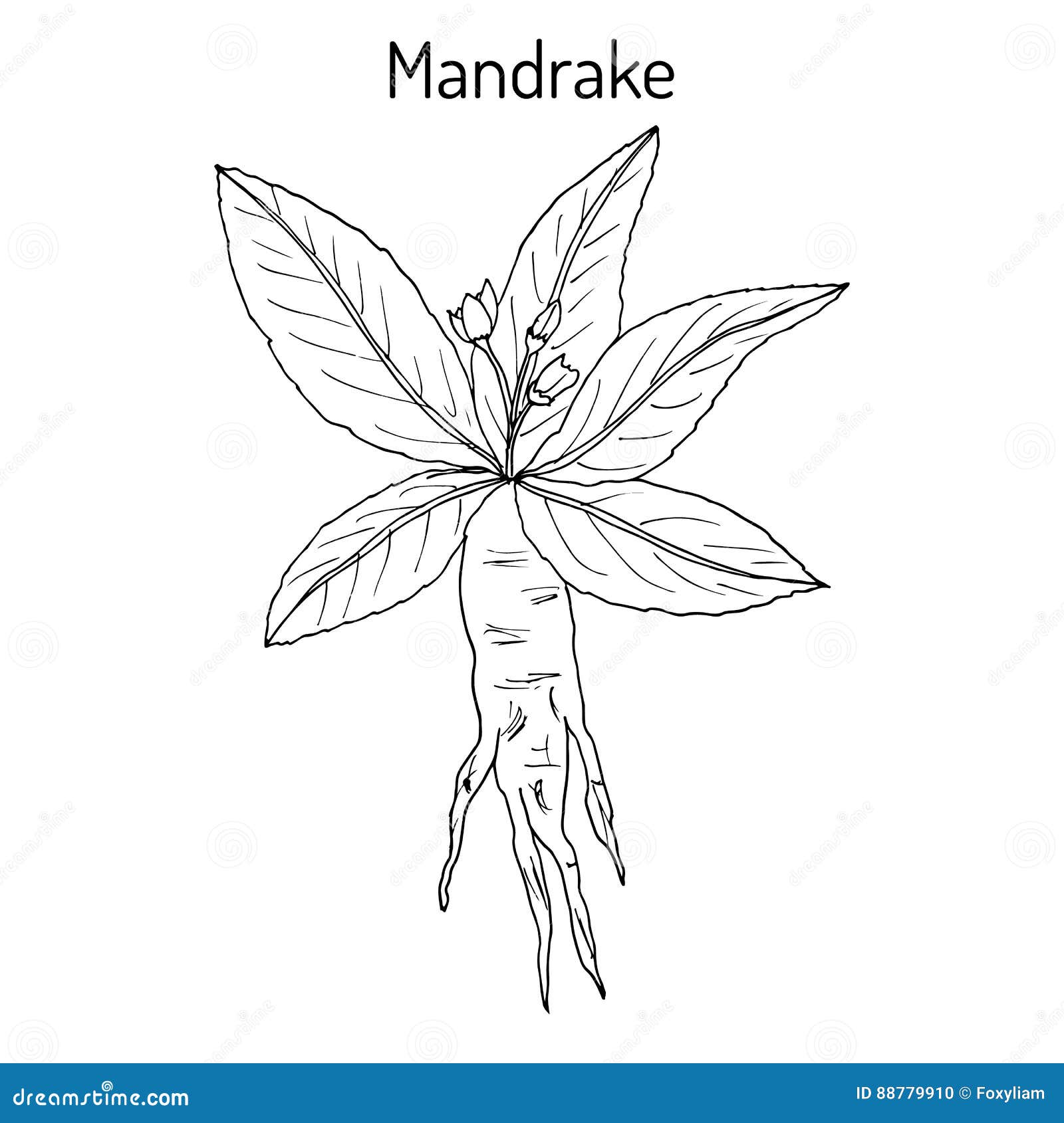 mandrake sign mandrake sign