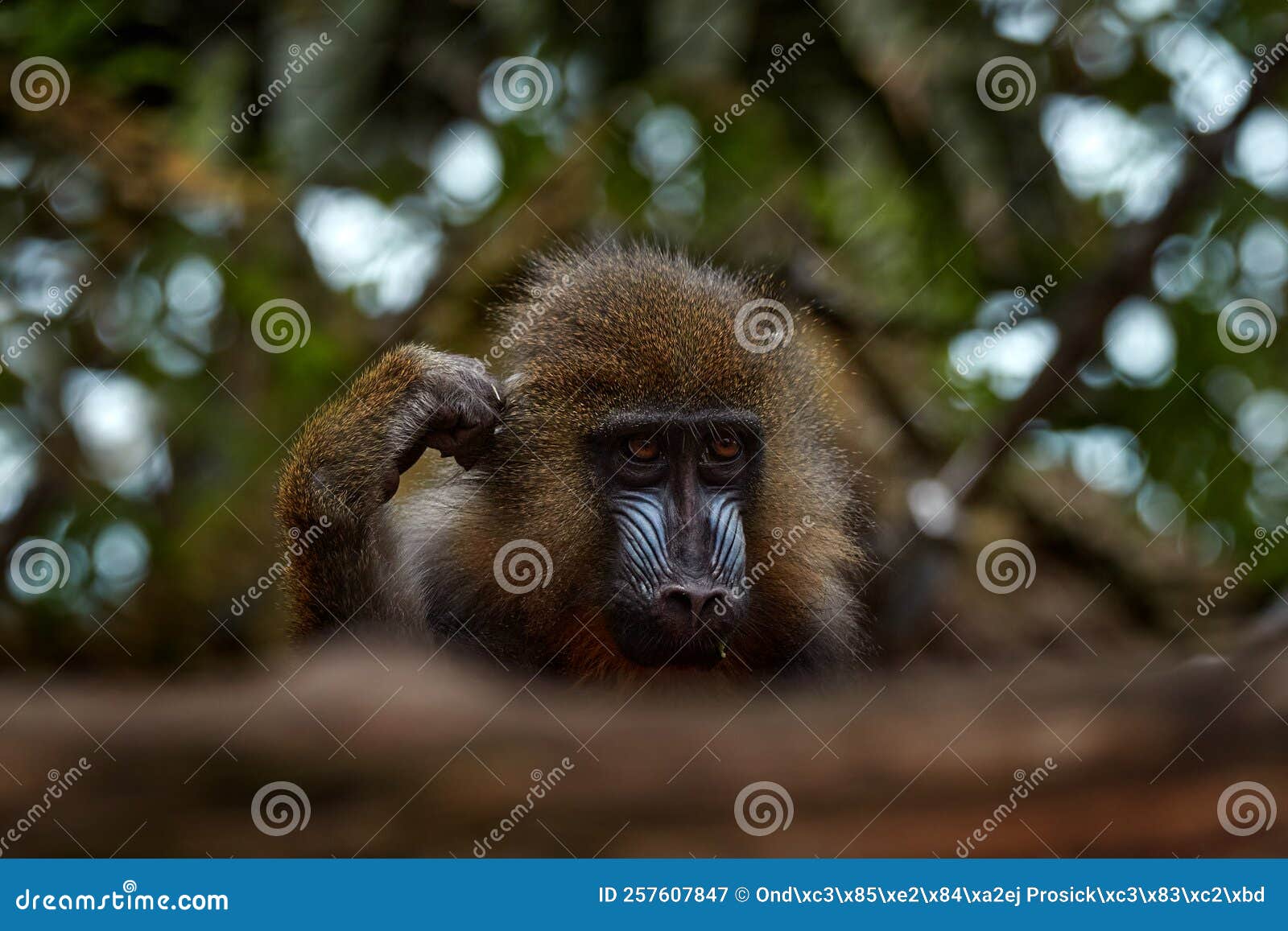 46,202 Fotos de Stock de Macaco De Balanço - Fotos de Stock Gratuitas e Sem  Fidelização a partir da Dreamstime - Página 12