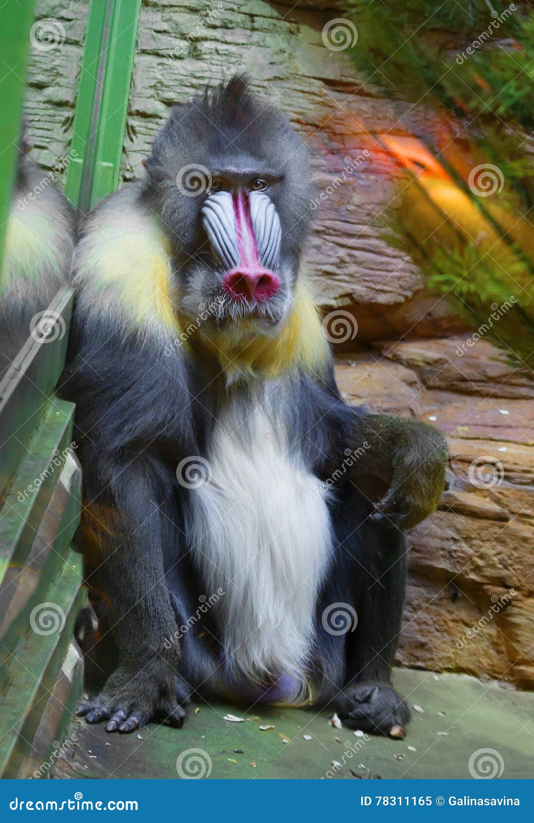 Mandrill Baboon Stock Image Image Of Animals Mammals Mandrill Baboon Stock Image Image Of Animals Mammals
