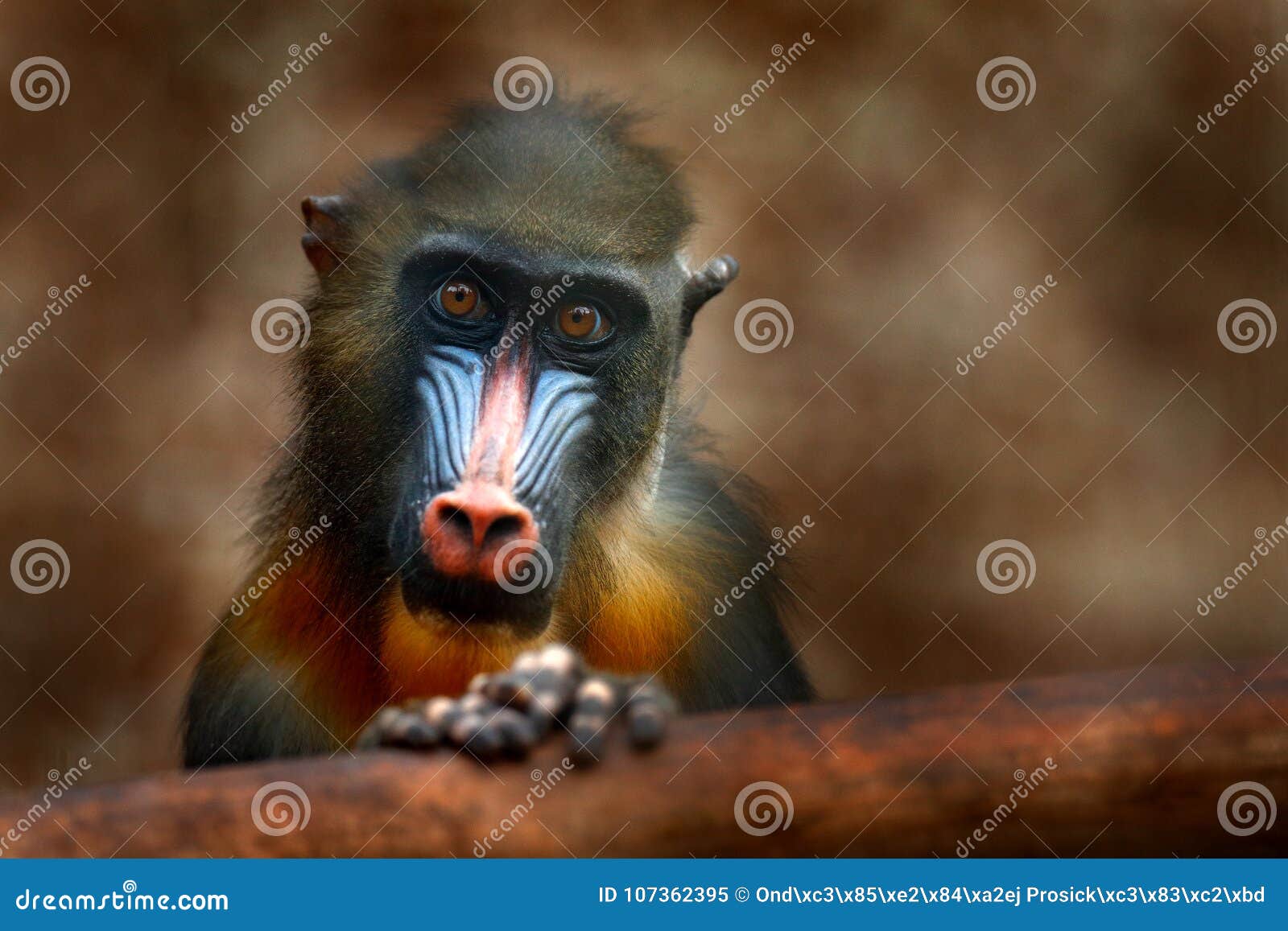 mandrill, mandrillus sphinx, primate monkey, sitting on tree branch in dark tropic forest. animal in nature habitat, in forest. de