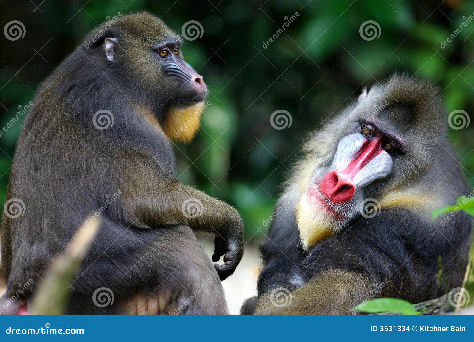 mandrill