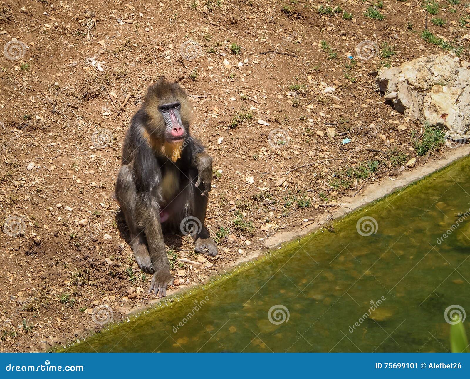 Mandrill Monkey, Biblical Zoo in Jerusalem, Israel Editorial Photo Image of outdoor