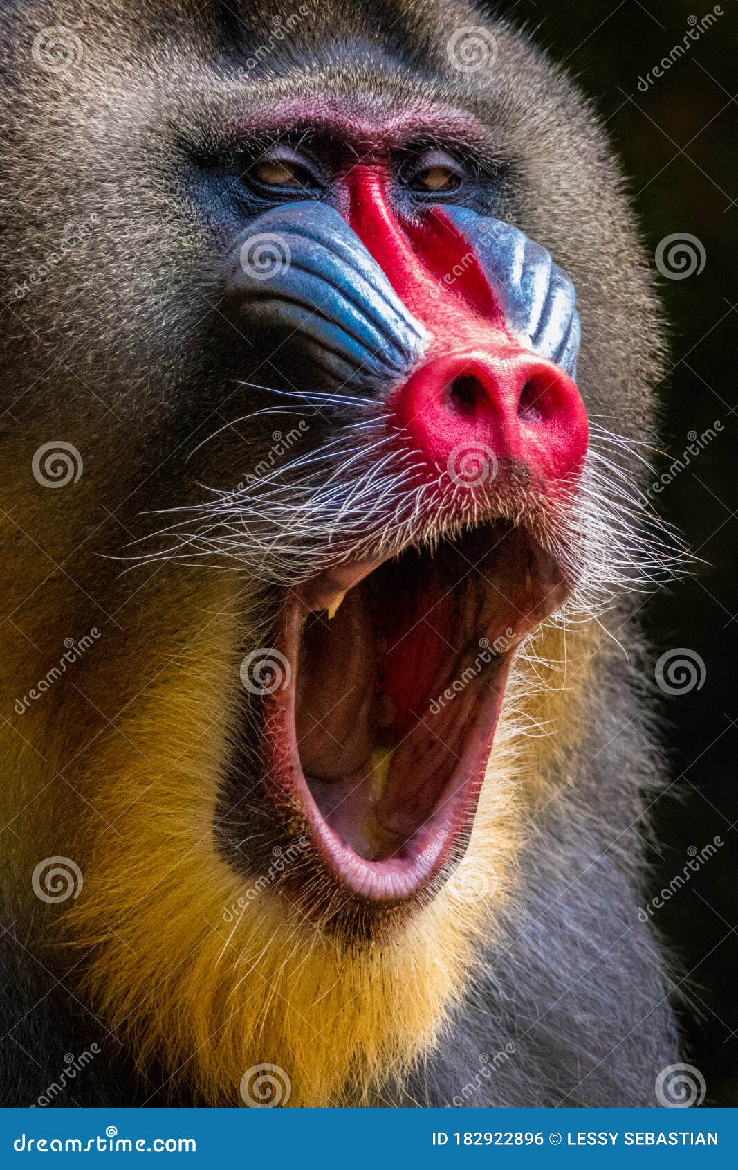 Mandrill Monkey with Open His Mouth Stock Photo Image of primate