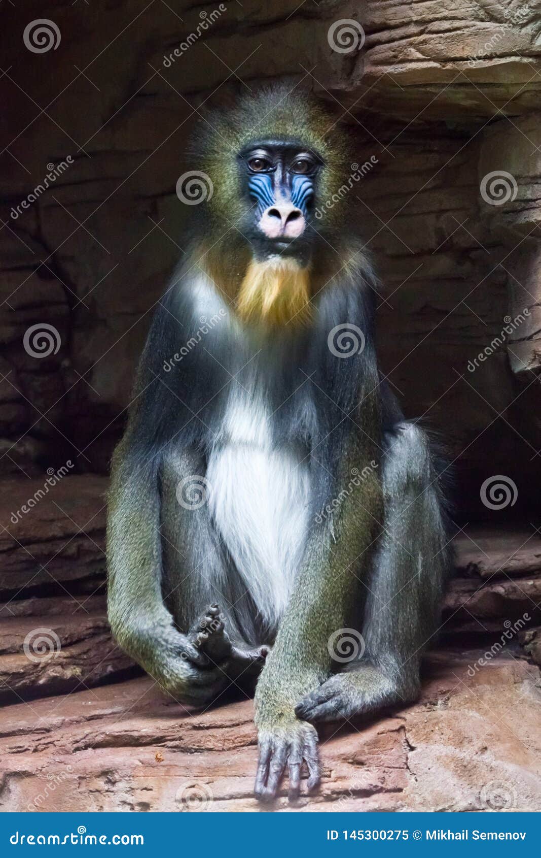 Mandrill Monkey Rafiki on a Dark Background and Rocks Stones Stock