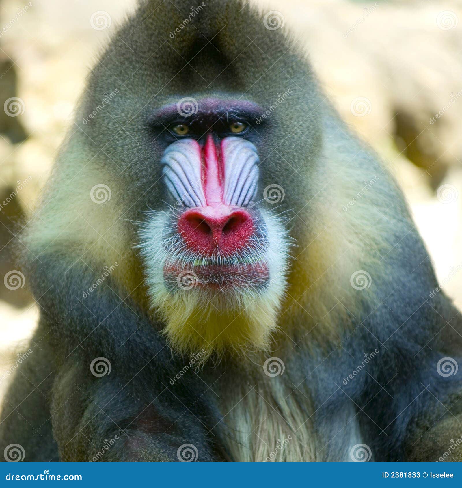 Mandrill, The Largest Monkey of Africa - Taman Safari Bali