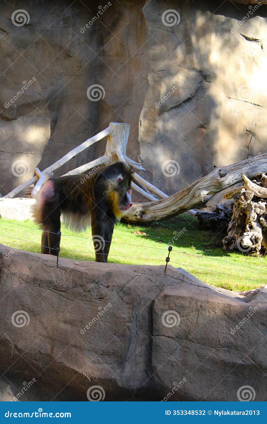 mandrillus sphinx, simia sphinx, baboon, standing by a boulder looking