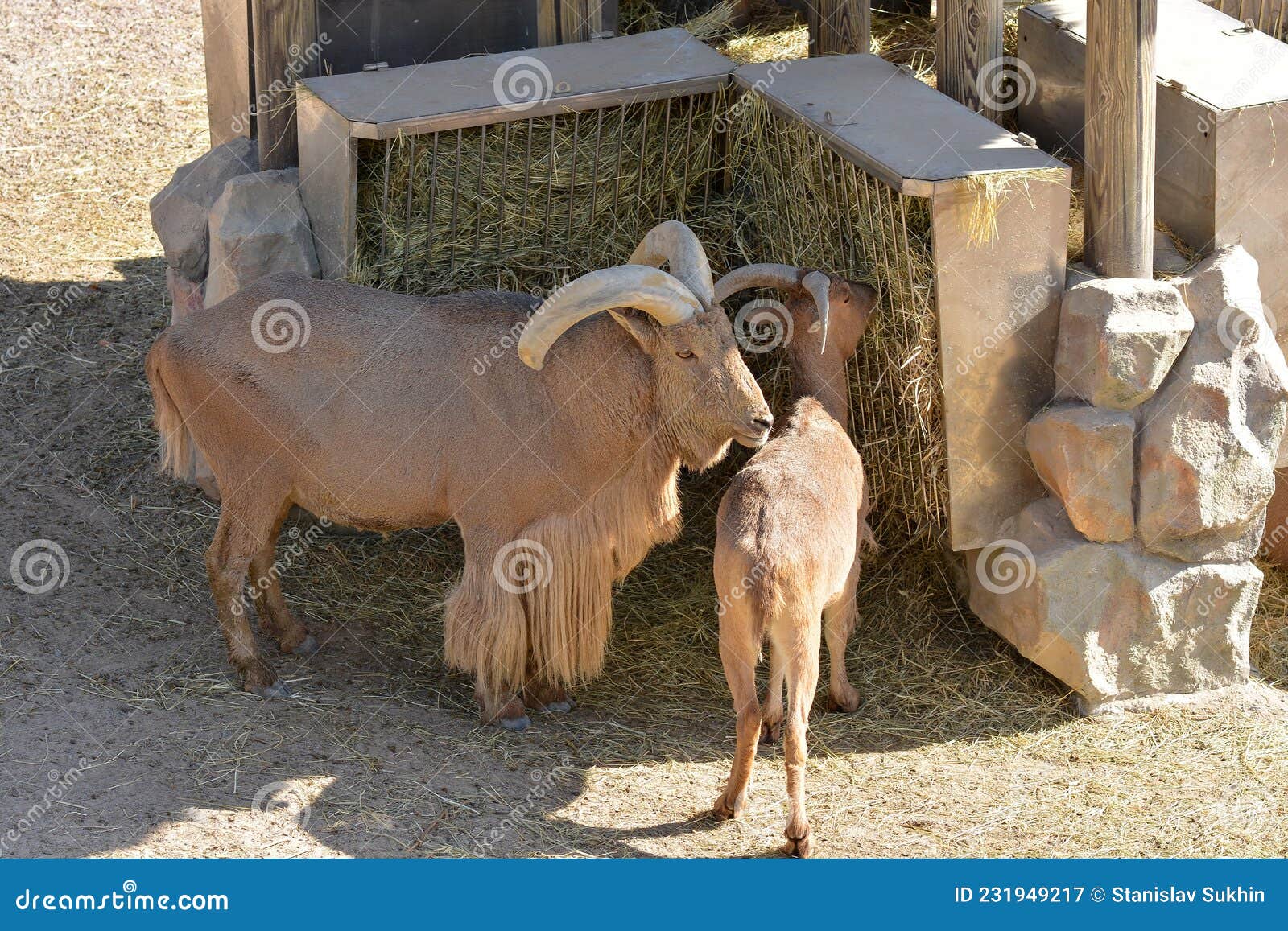 Maned Rams with Big Horns Eat Hay at the Zoo Stock Image Image of