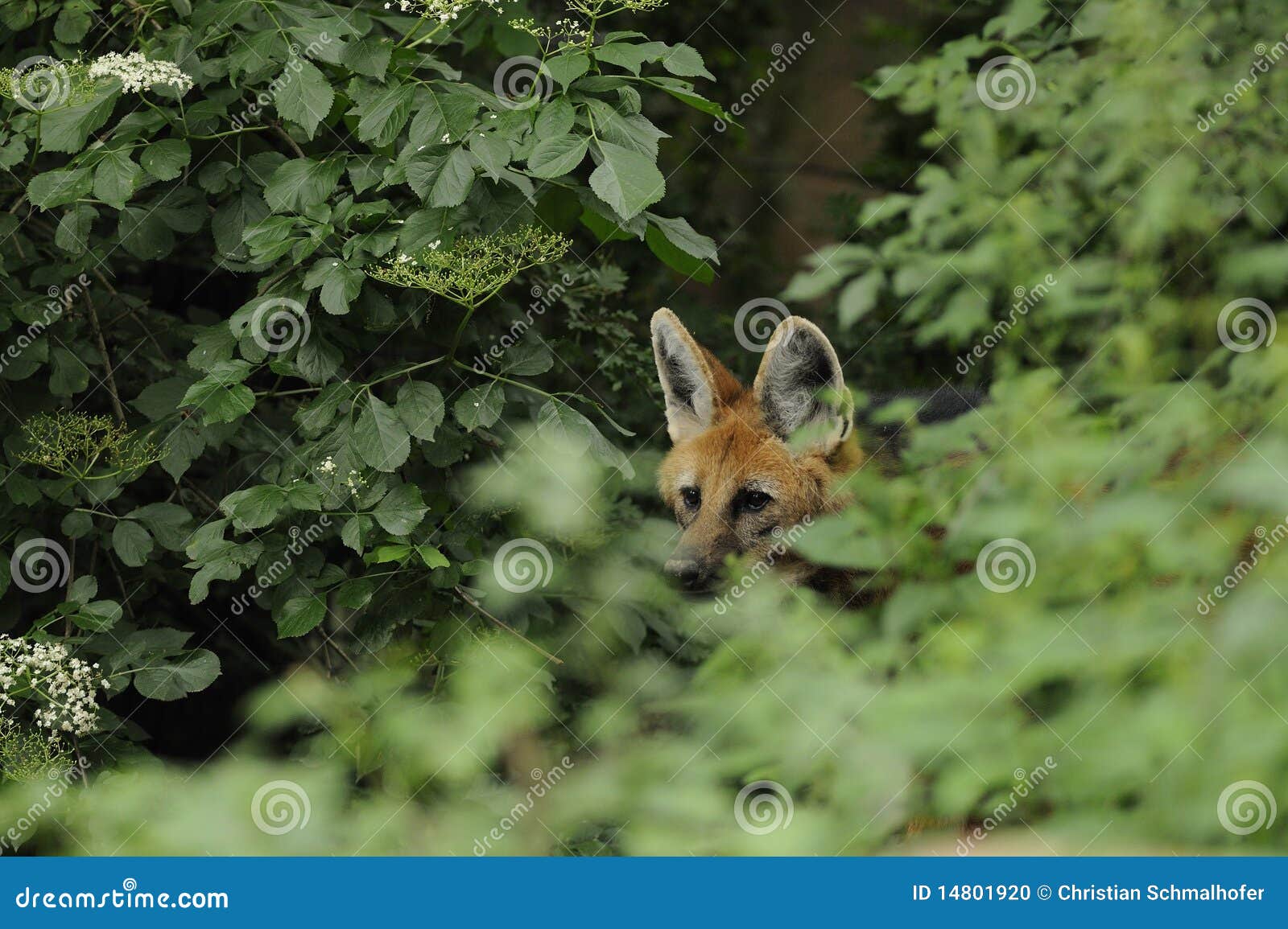 maned wolf (chrysocyon brachyurus)