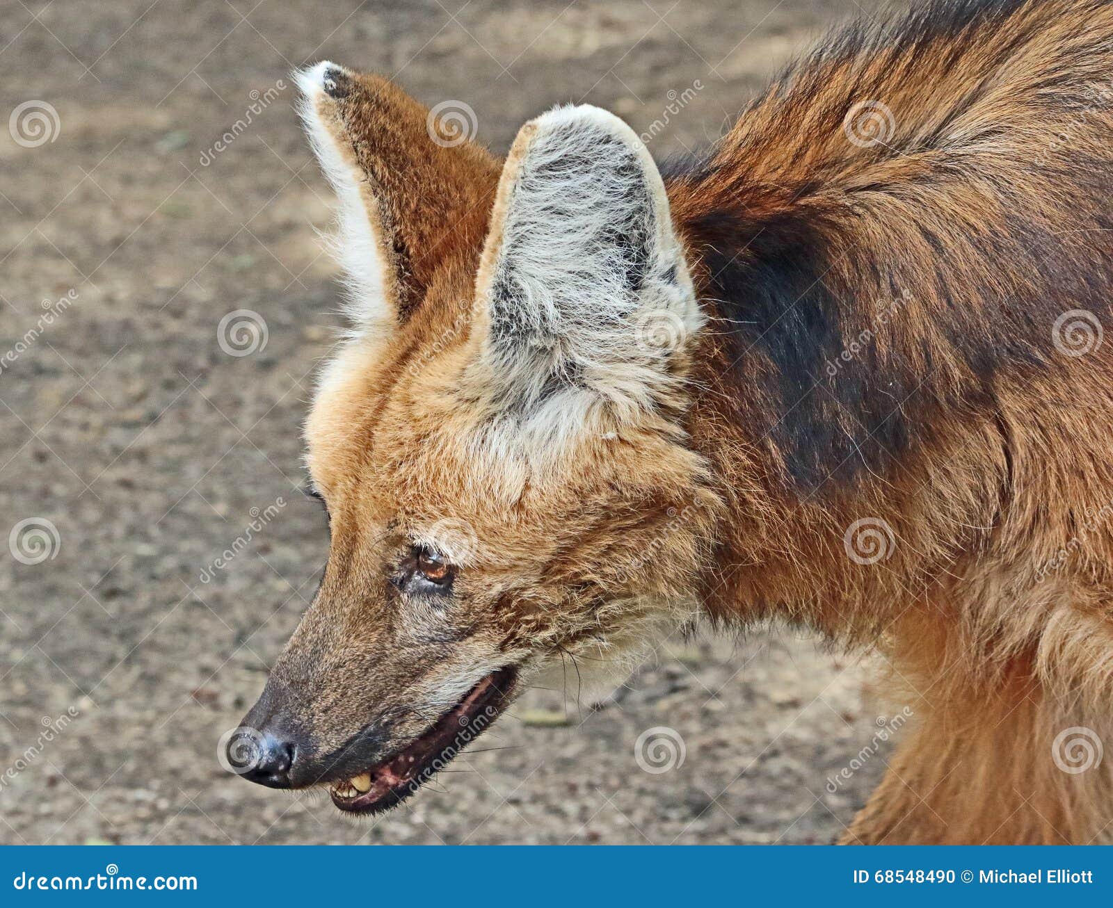 show me a maned wolf show me a maned wolf