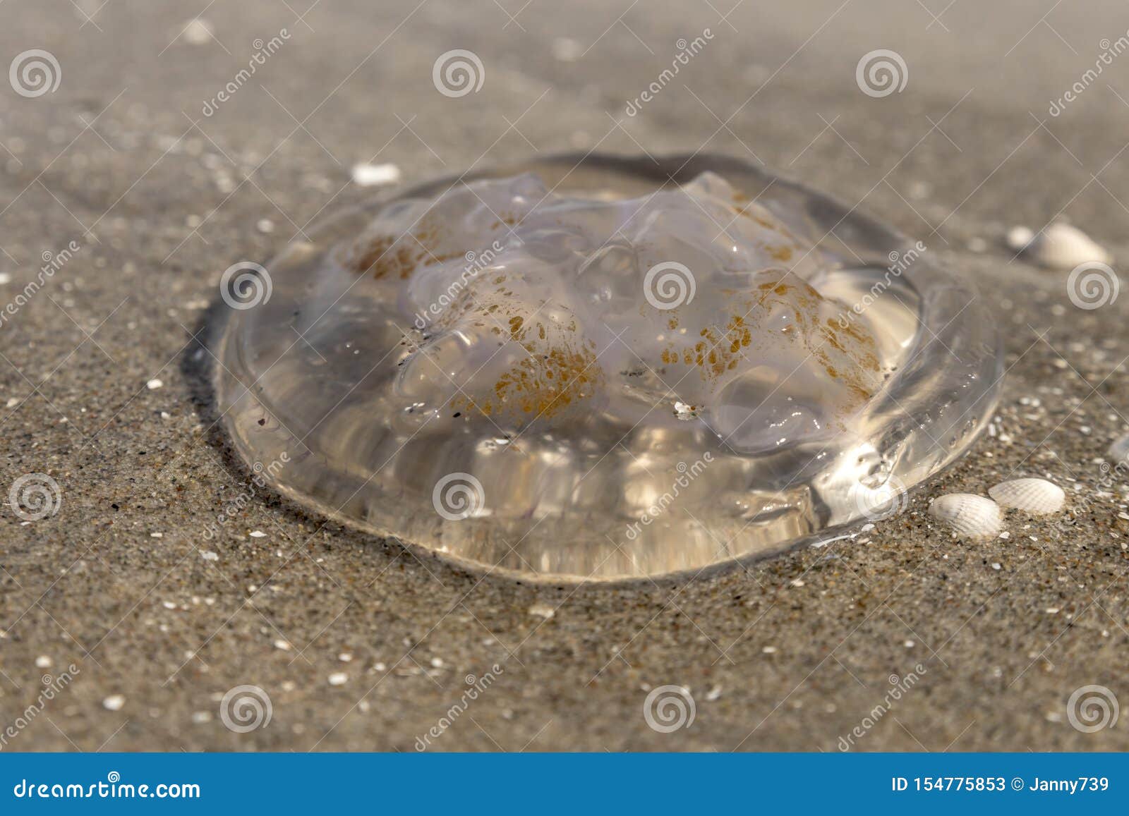 Manet lokaliseras på den tyska stranden av Östersjön med vågor och sand