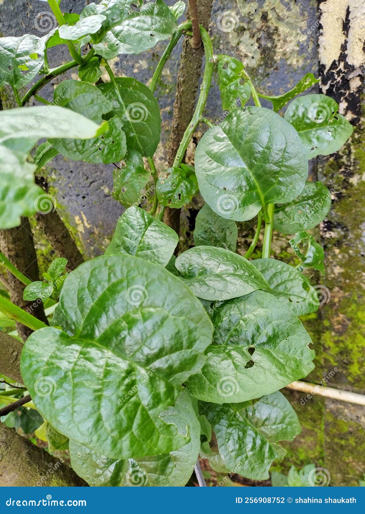 Mangalore spinach green stock photo. Image of green 256908752