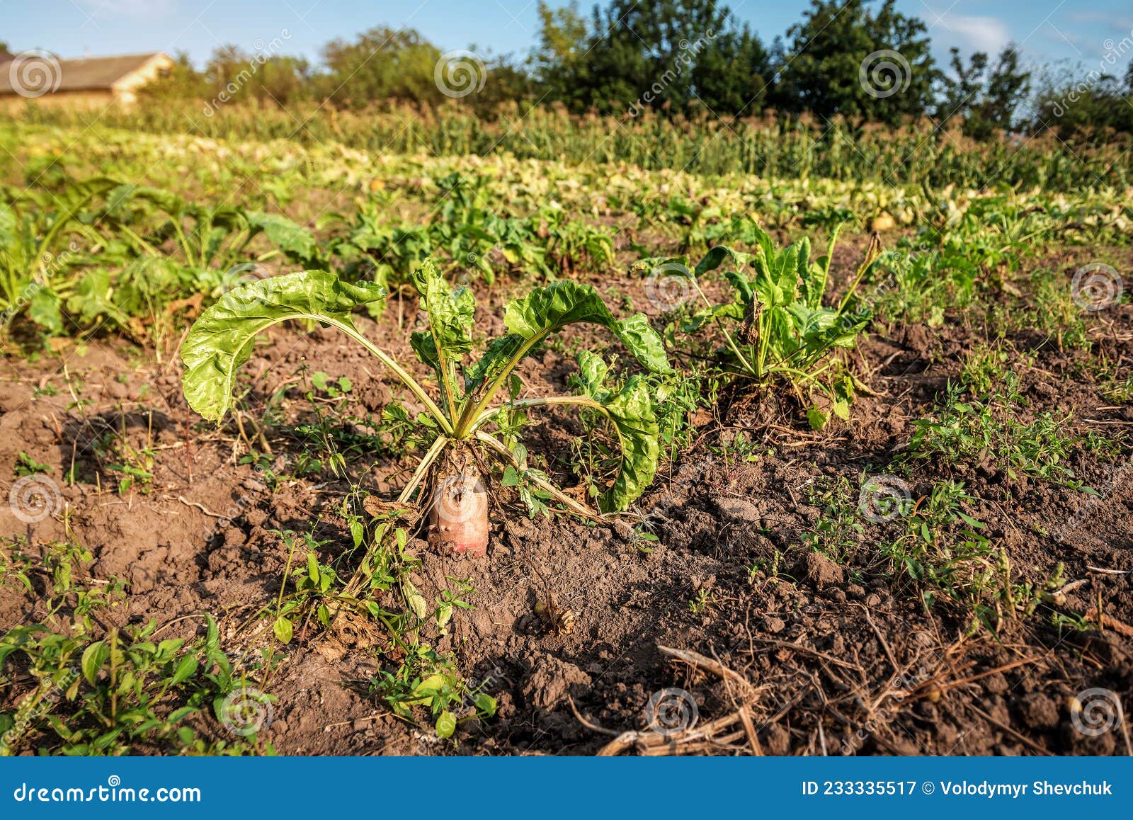 Mangel beets with leaves stock image. Image of crop 233335517