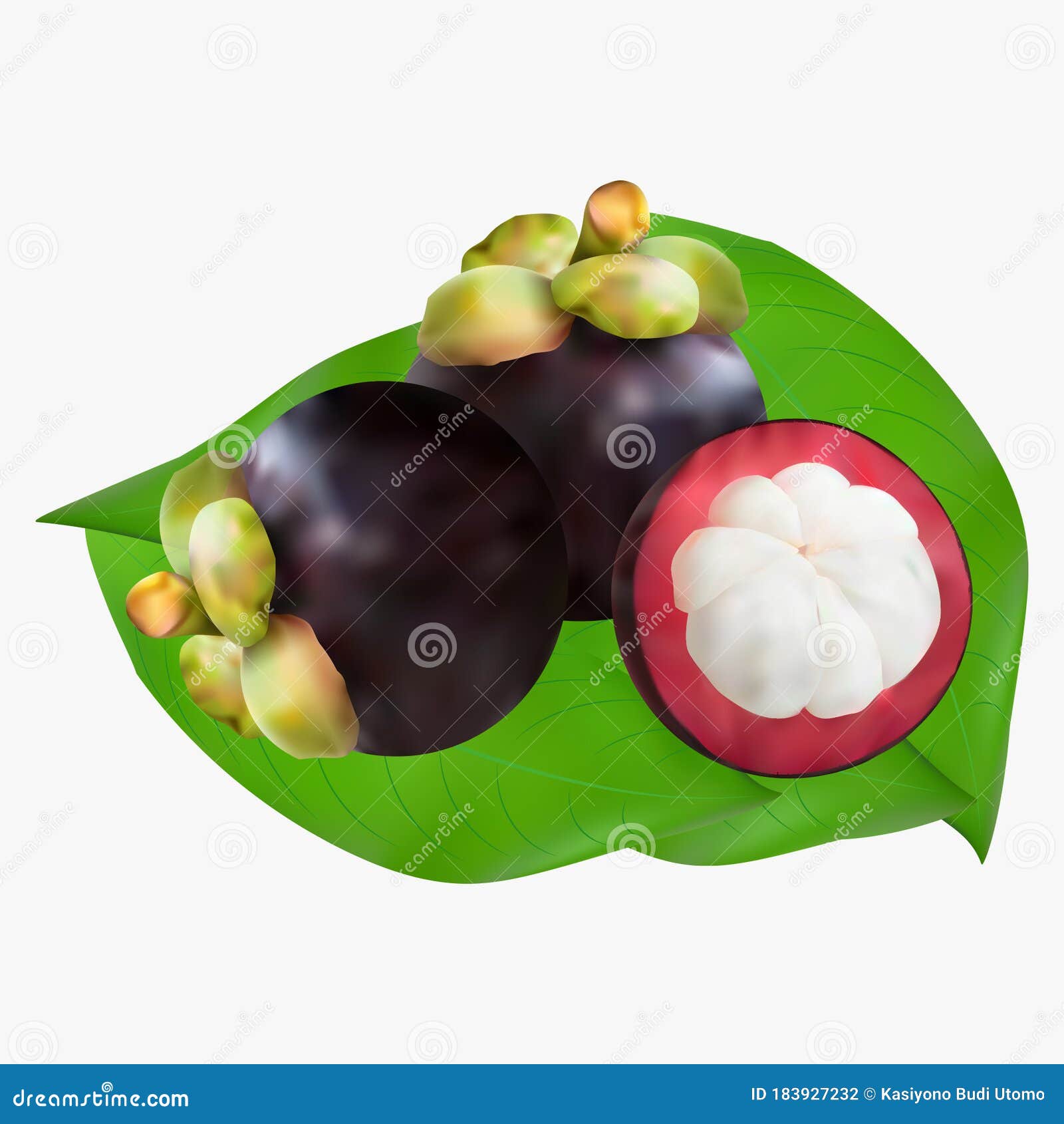Vector Illustration of Fruit Mangosteen and Leaves. Stock Vector