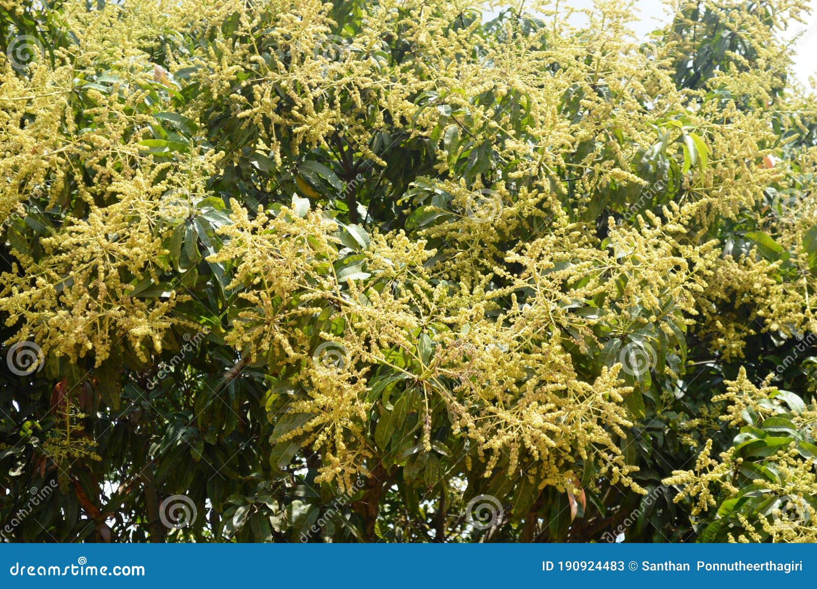 Mangifera Indica Mango Flowering Branches. Stock Image Image of