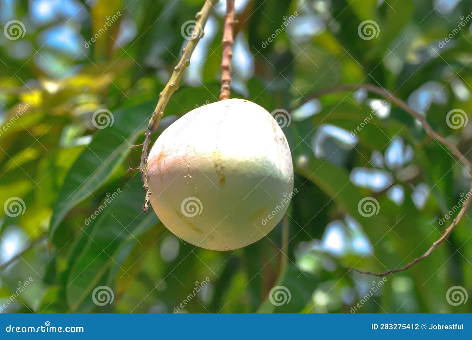 Mangifera Indica, Mango or Mango Seed on Tree Stock Photo Image of