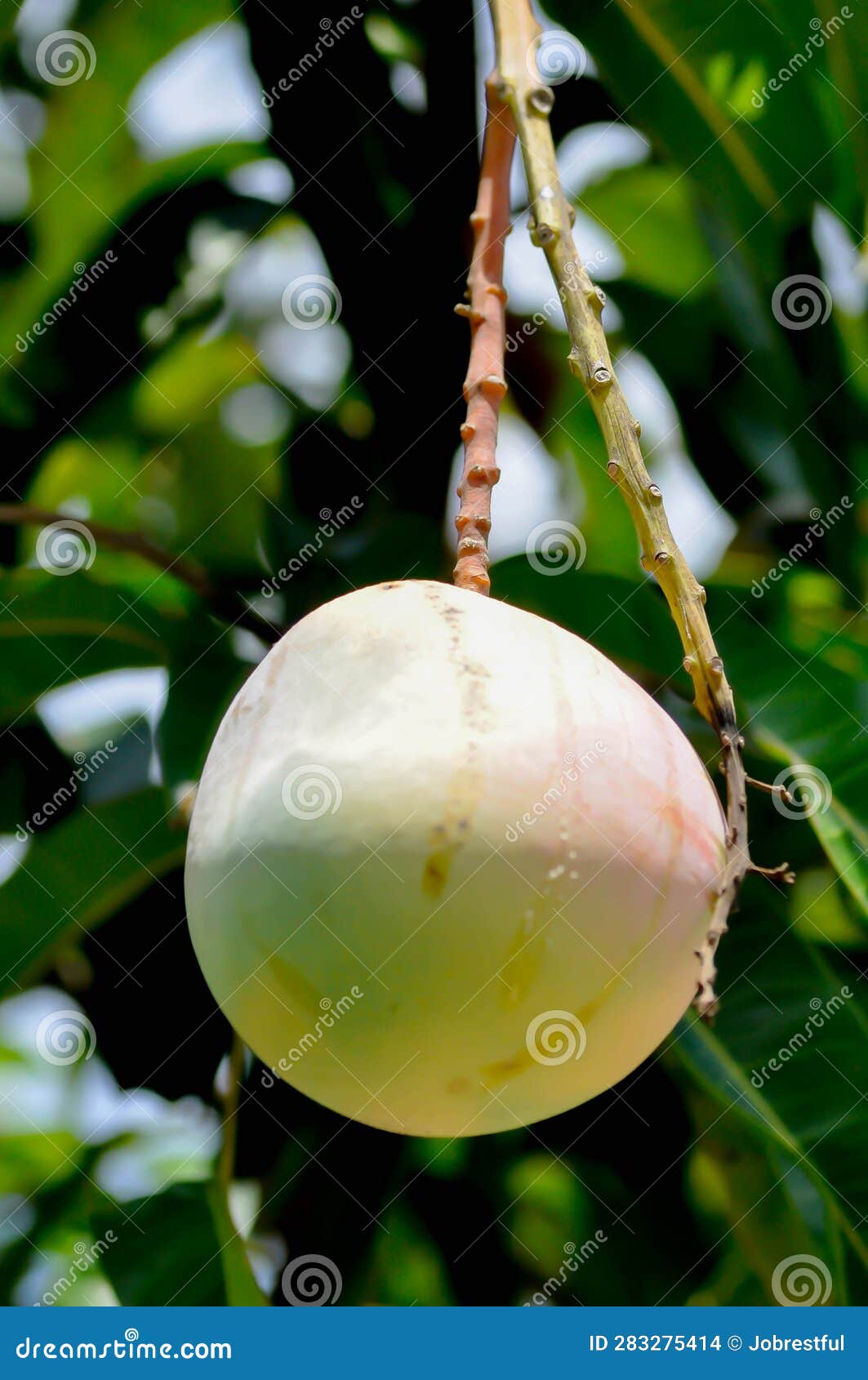 Mangifera Indica, Mango or Mango Seed on Tree Stock Photo Image of