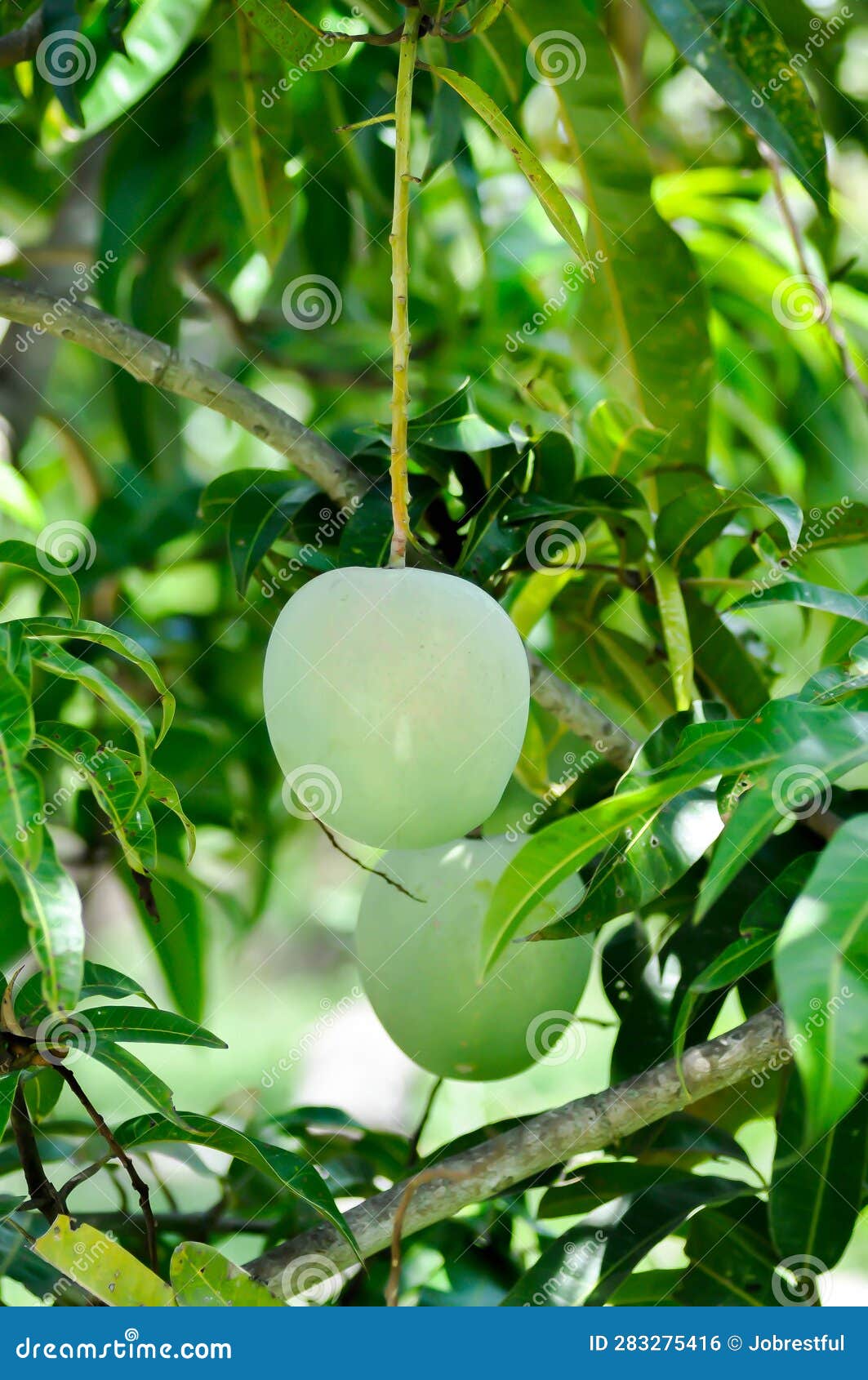 Mangifera Indica, Mango or Mango Seed on Tree Stock Photo Image of