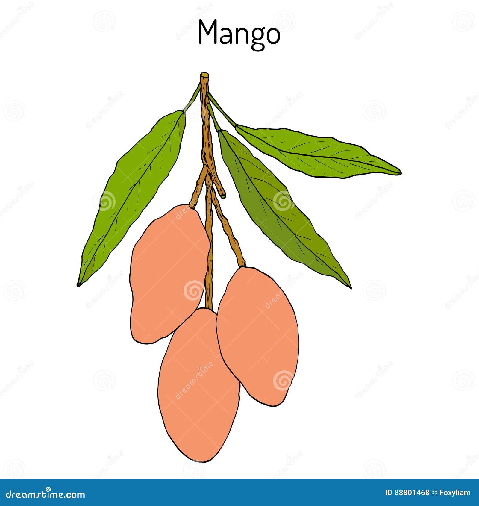 Mangifera Indica, Planta Tropical Del Mango Ilustración del Vector