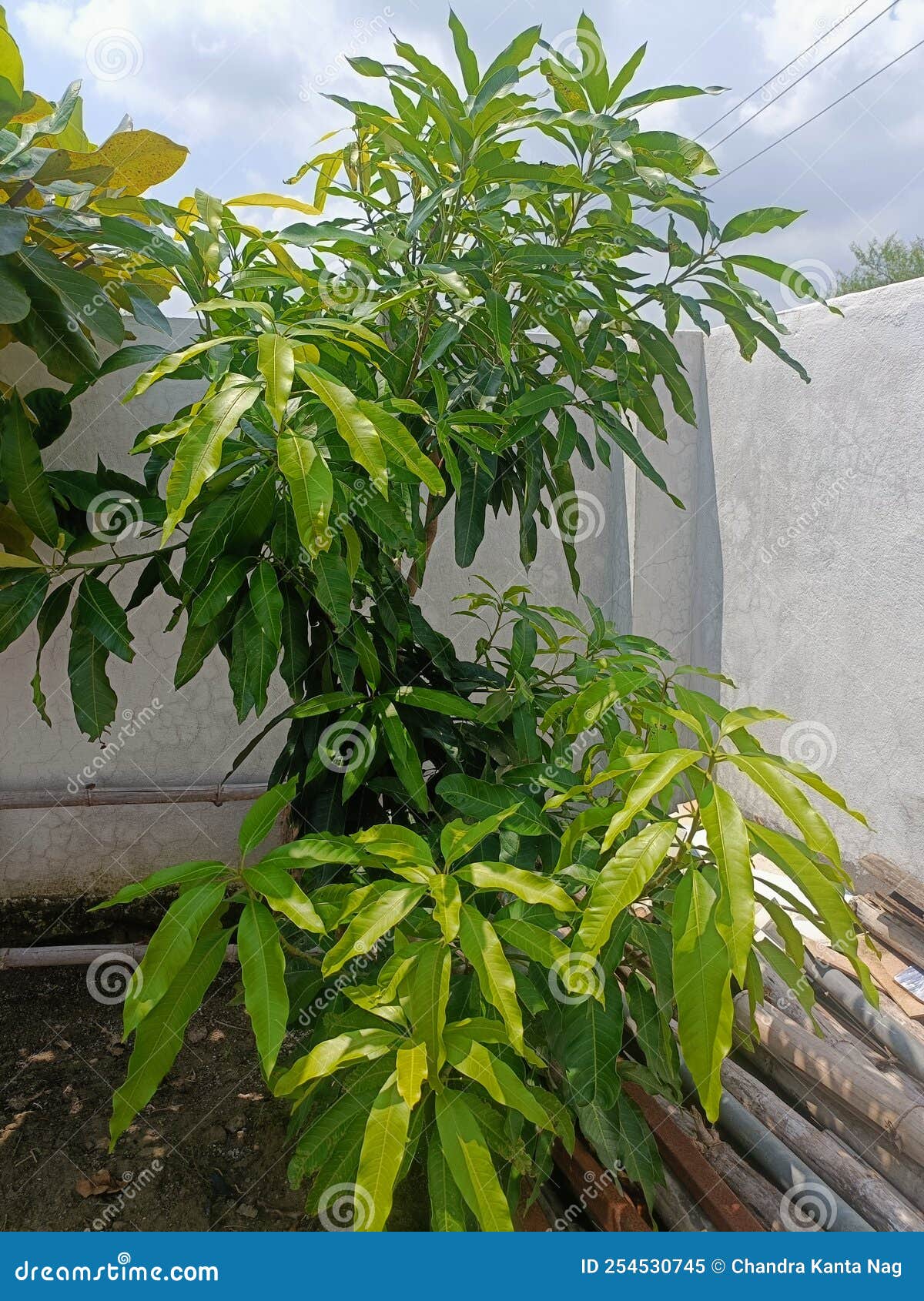 Mangifera indica tree stock image. Image of garden, natural 254530745