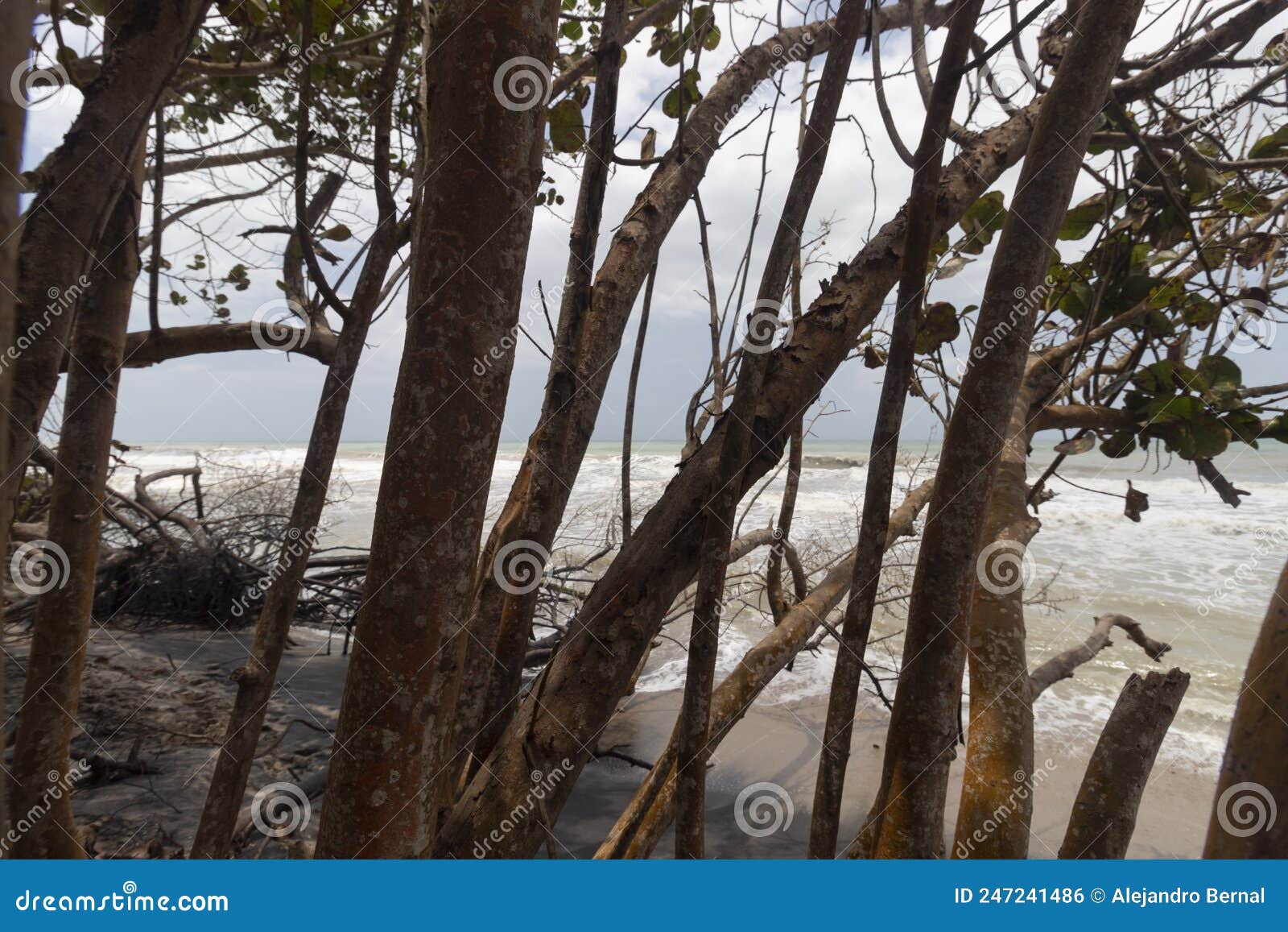 manglar plants and trunks near to seashore at colombian beach