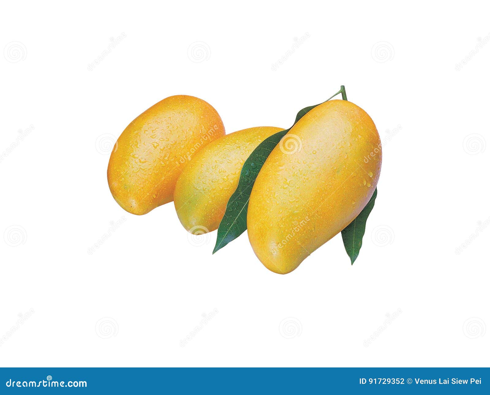 Mango2 Foto De Archivo Imagen De Togo Mango Piedmont