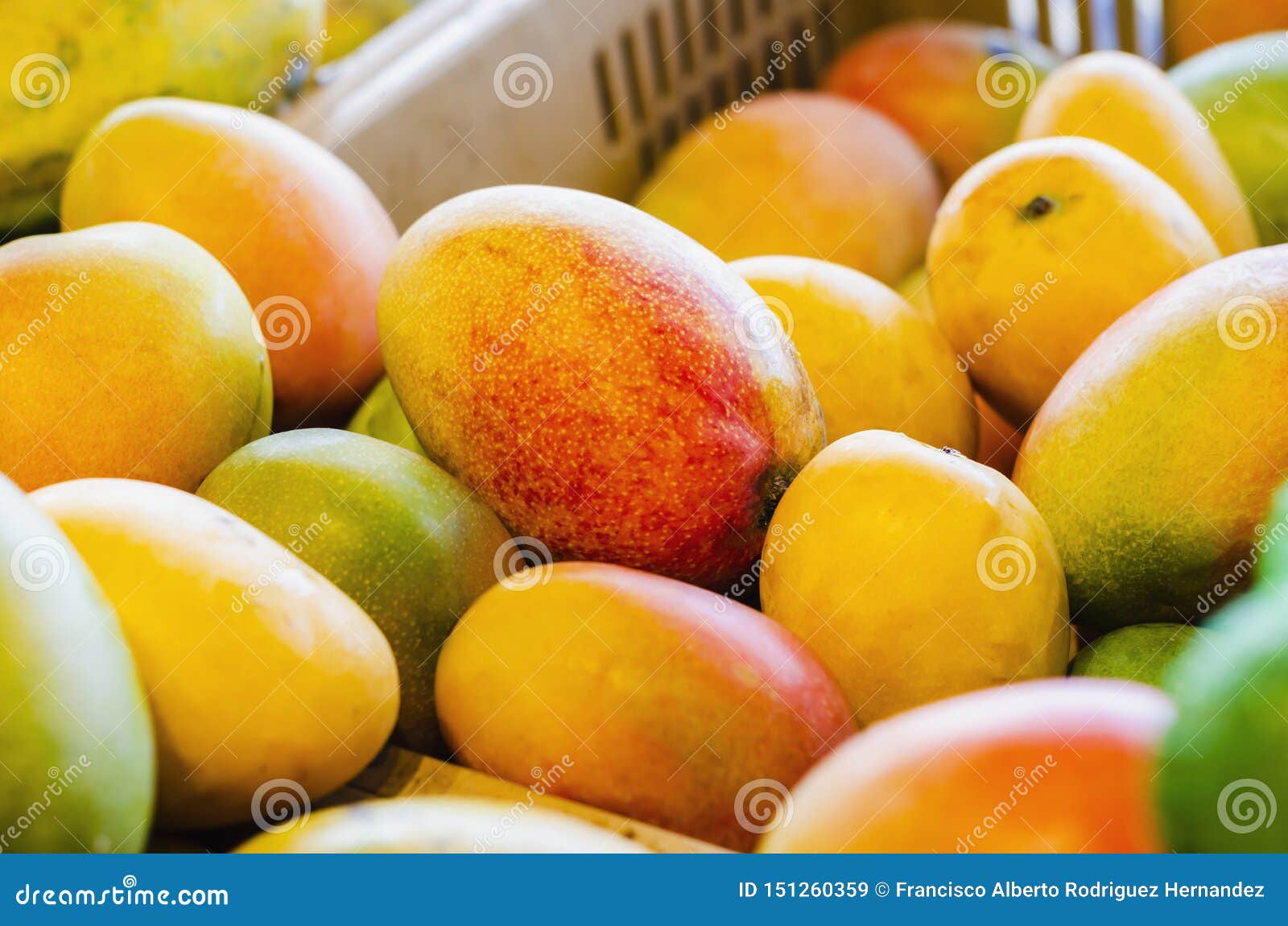 the mango is a citrus fruit that grows in the intertropical zone and is fleshy and sweet pulp. it stands out among its main