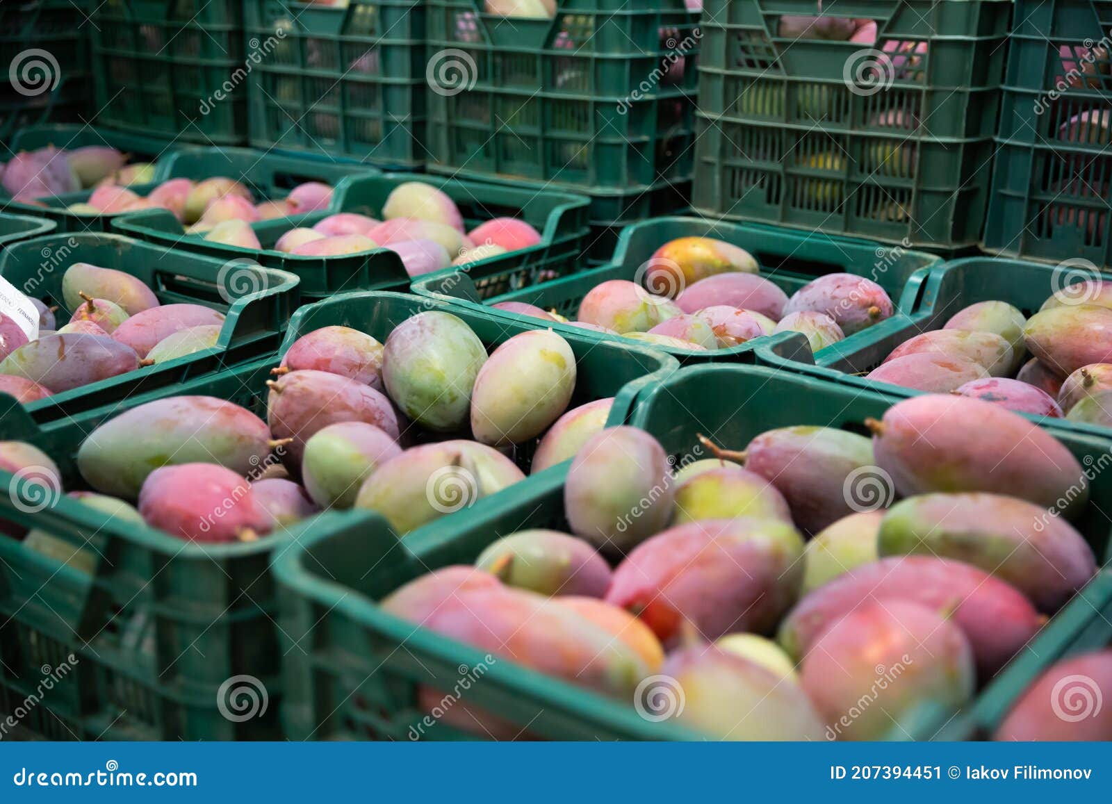 Mango in Crates in Fruit Packaging Warehouse Stock Image Image of