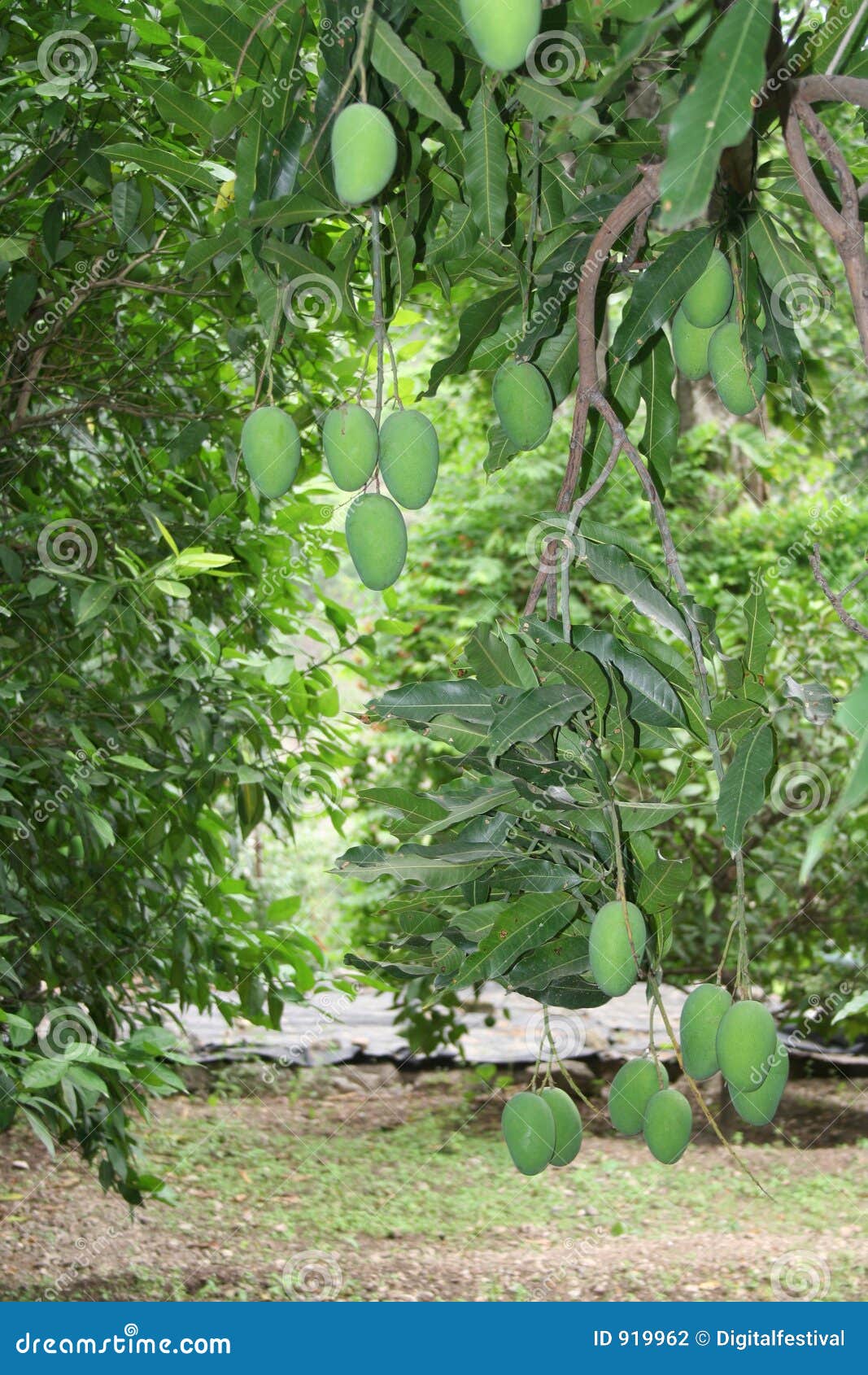 Mango Cultivation and Harvest Stock Photo Image of india