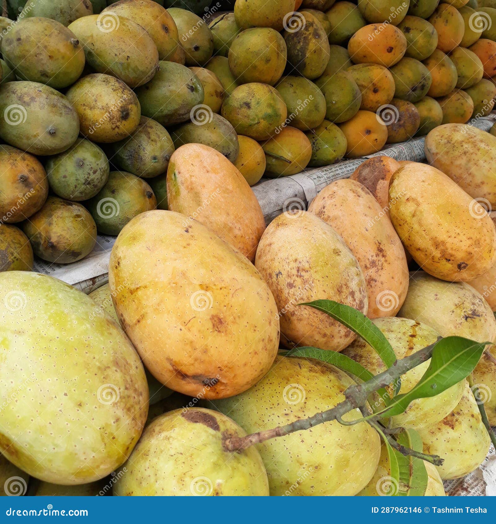 A Mango is an Edible Stone Fruit Produced by the Tropical Tree ...