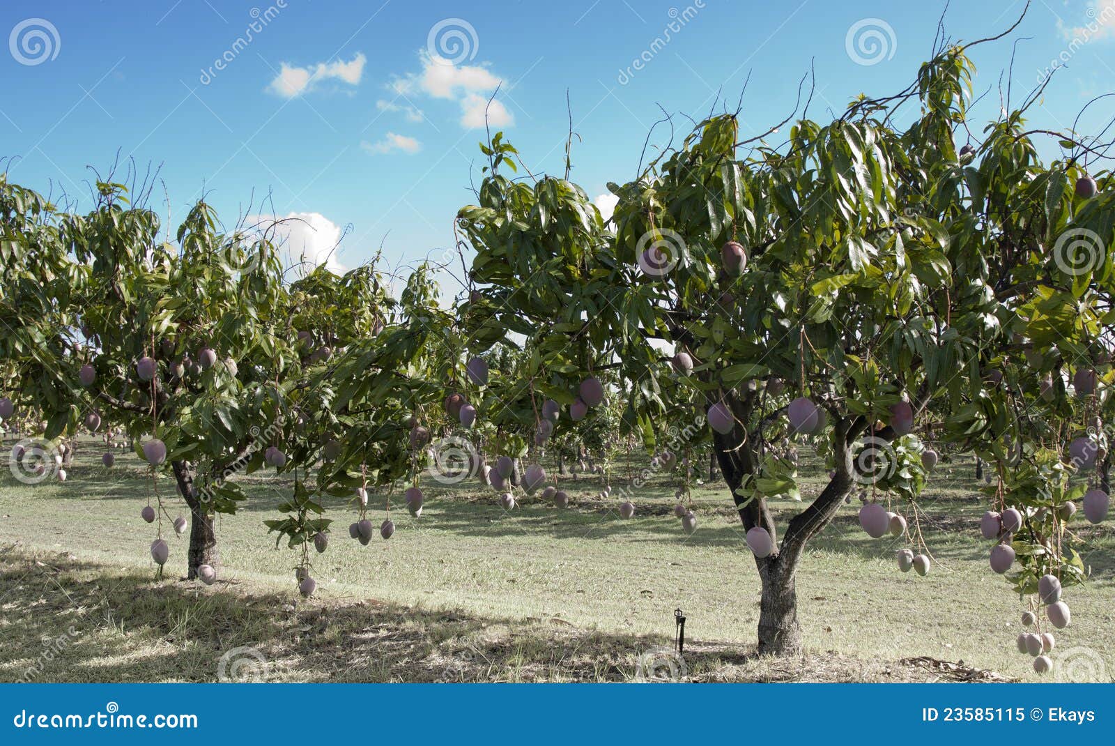 Mango Farm Near Dimbulah Australia Stock Image Image of plant, crop