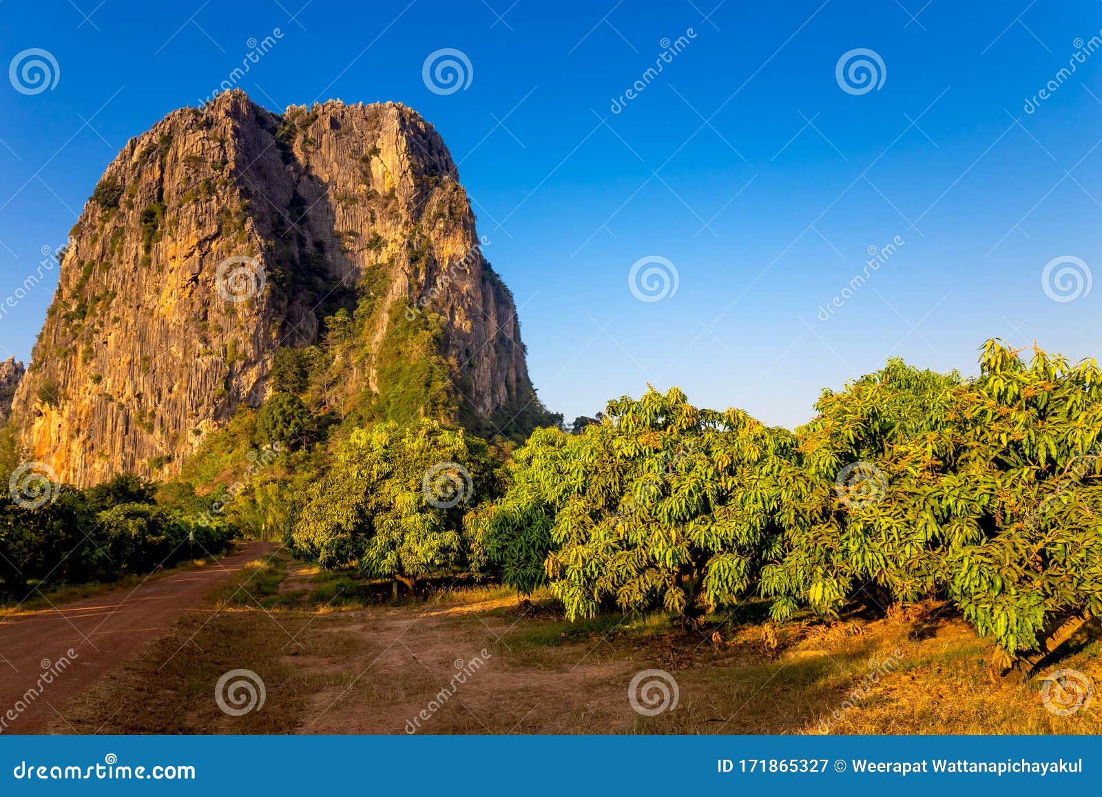 Mango Farm and Mountain stock image. Image of crop, fruit 171865327