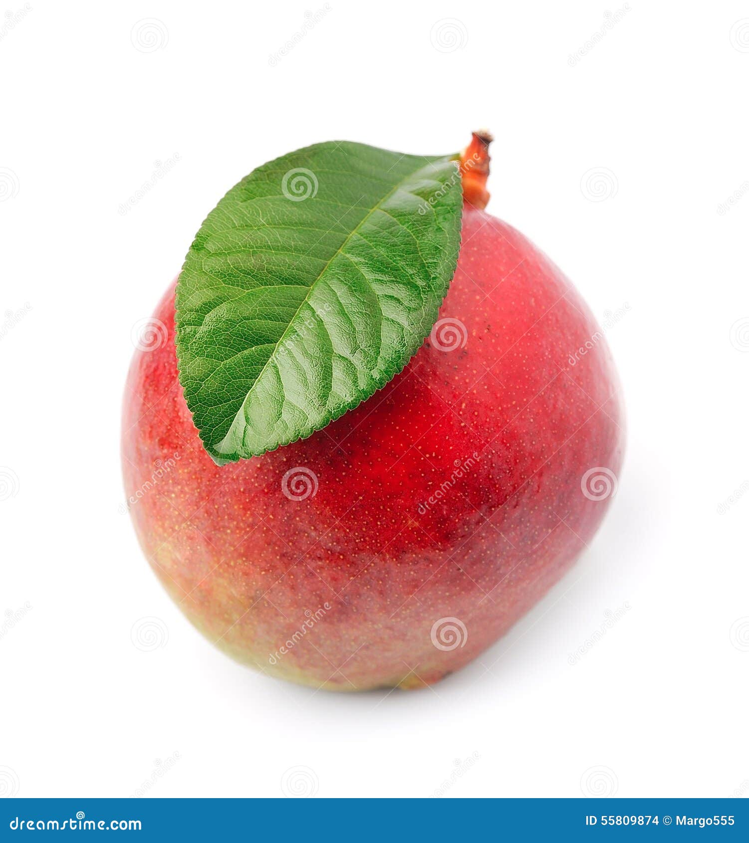 Mango fetus stock photo. Image of mango, yellow, dessert 55809874