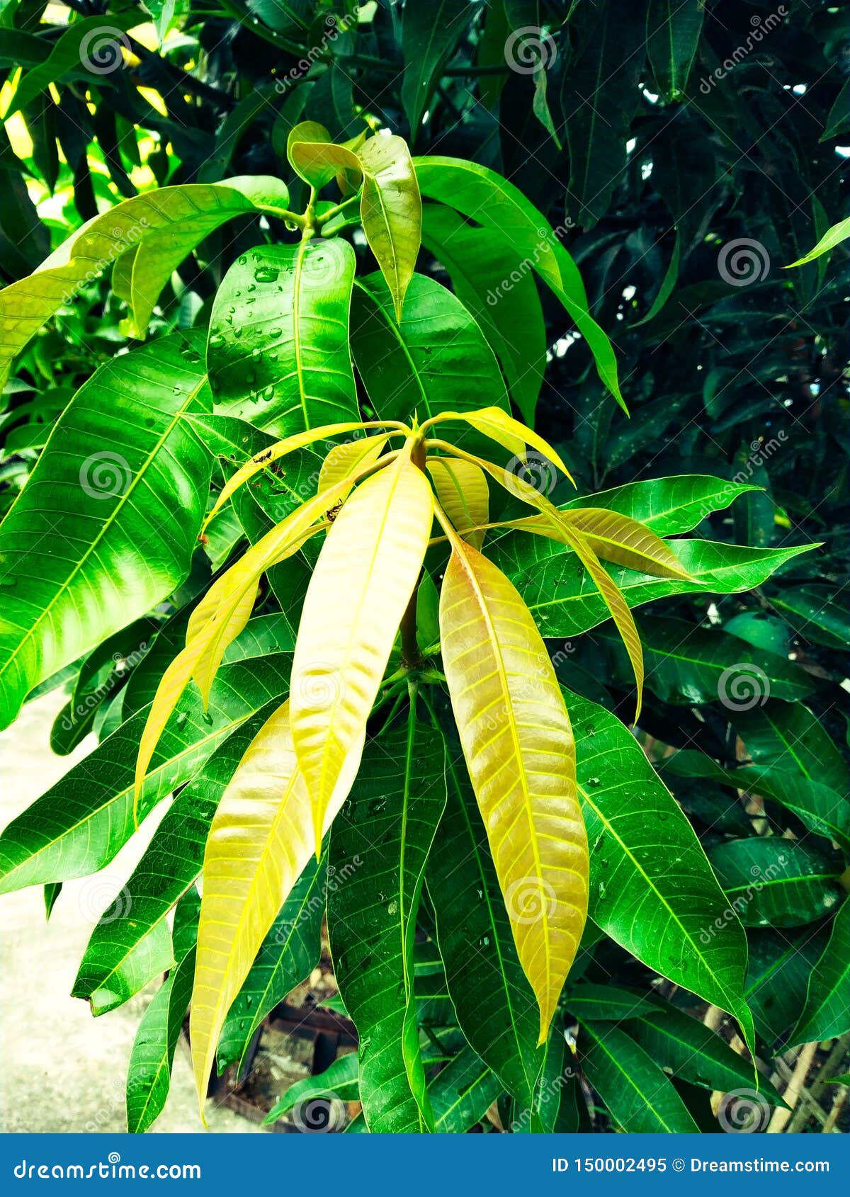 mango in mango tree surrounded withmango flower blossom, aam ka manzar.