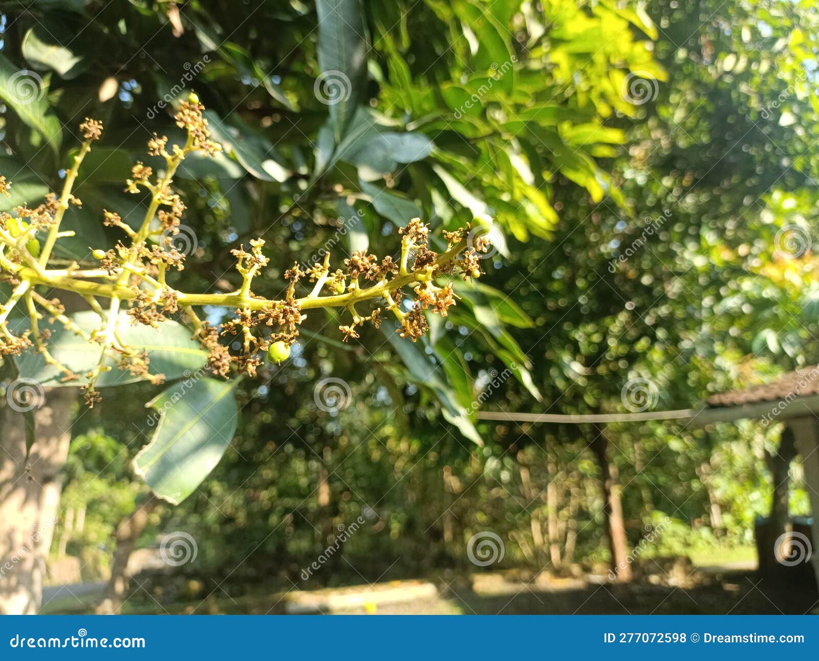 Mango Flowers that Bloom Will Soon Fresh Mangoes Stock Photo