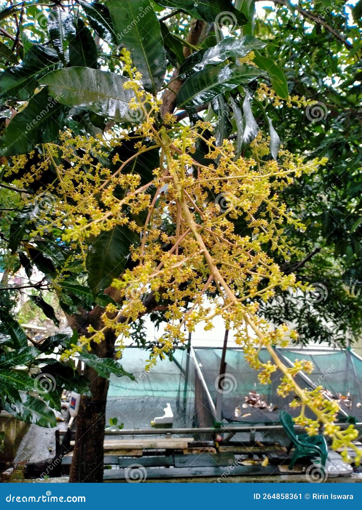 Mango Flowers that Have Not yet Fruit Stock Image Image of