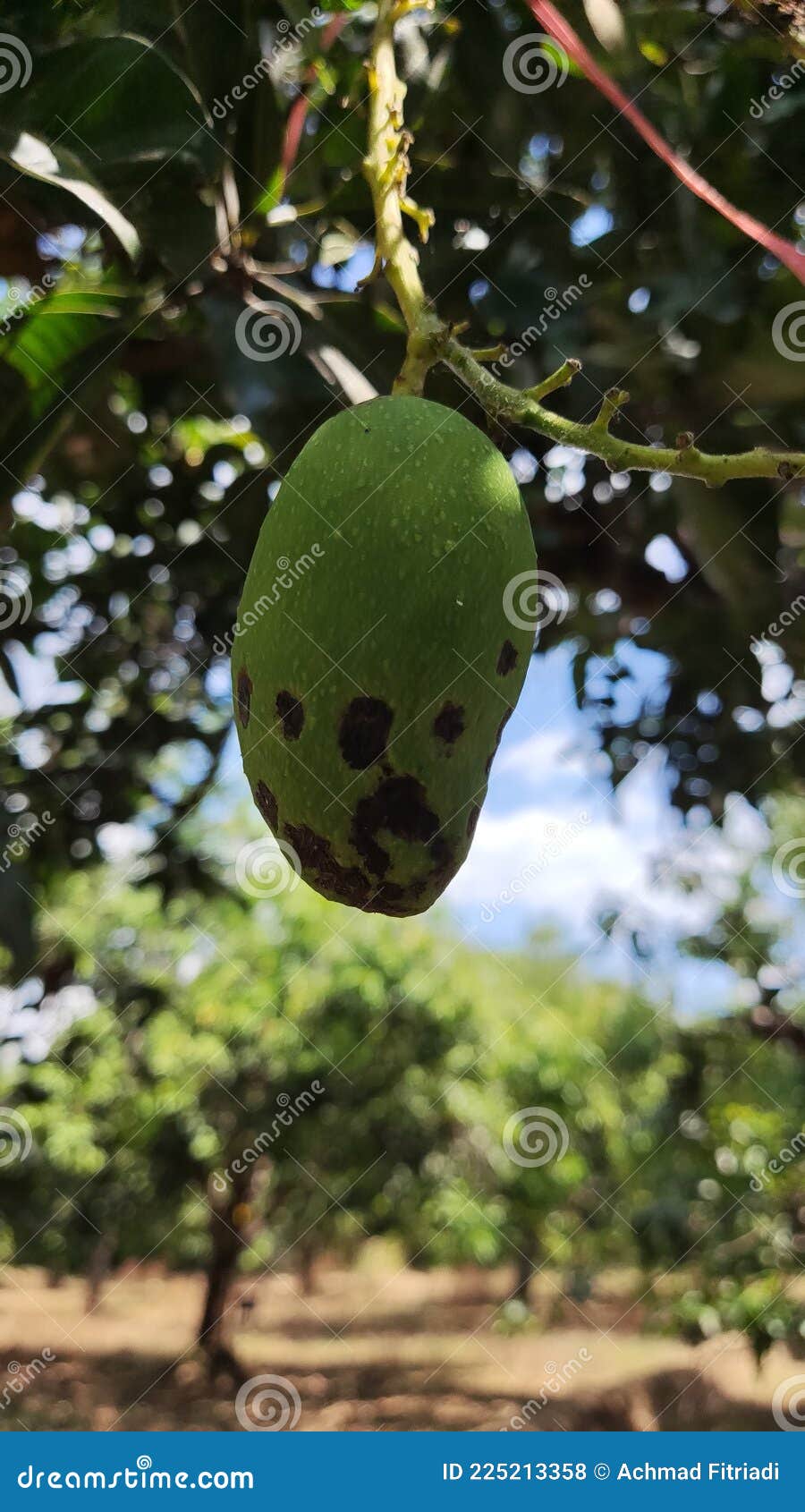 Mango Fruit Infected by Anthracnose Desease Stock Photo Image of
