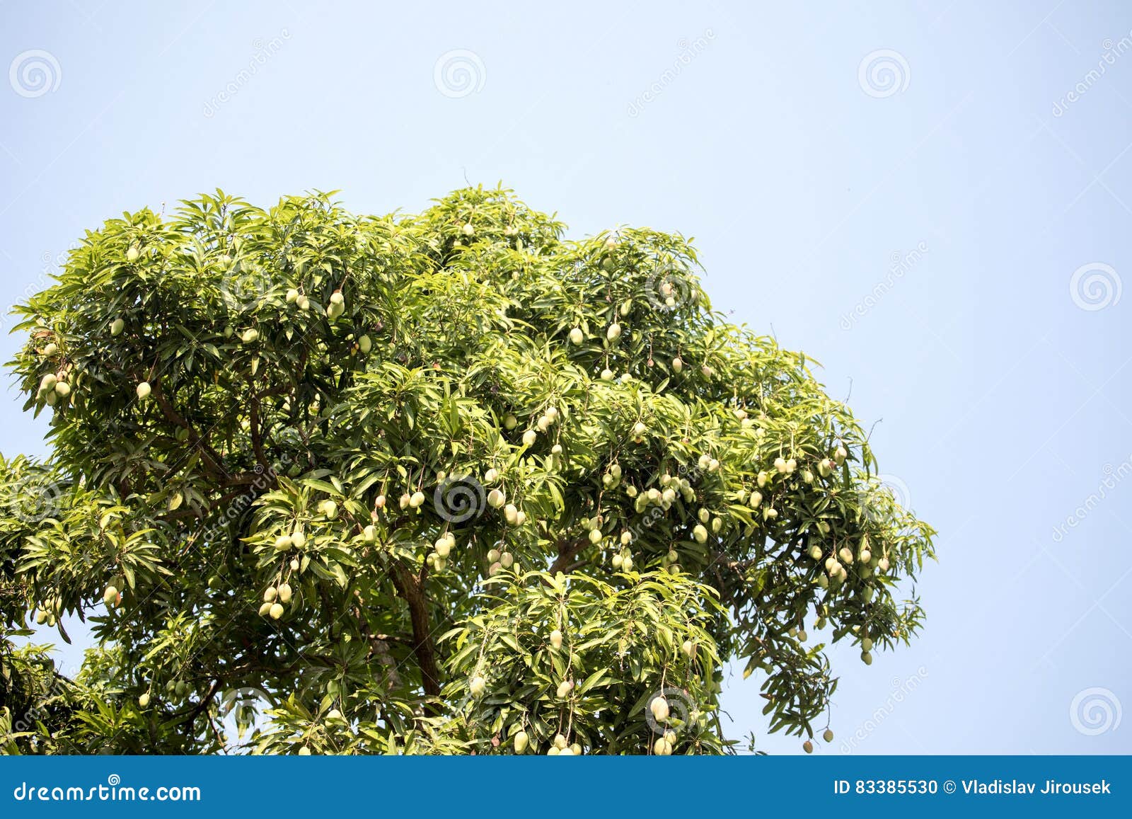 Madagascar Mango Tree Photos Free & RoyaltyFree Stock Photos from