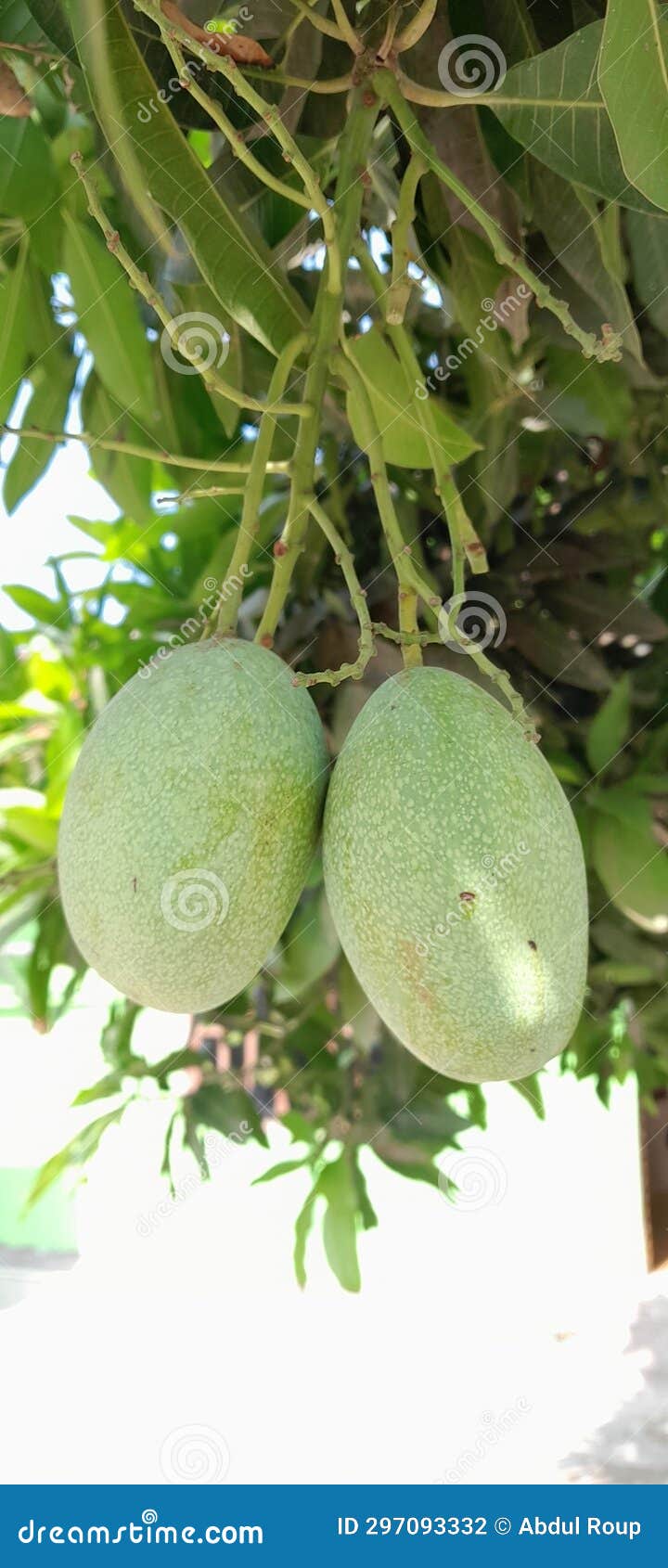 Mango Fruit on an Unripe Tree Branch Stock Photo Image of fruit