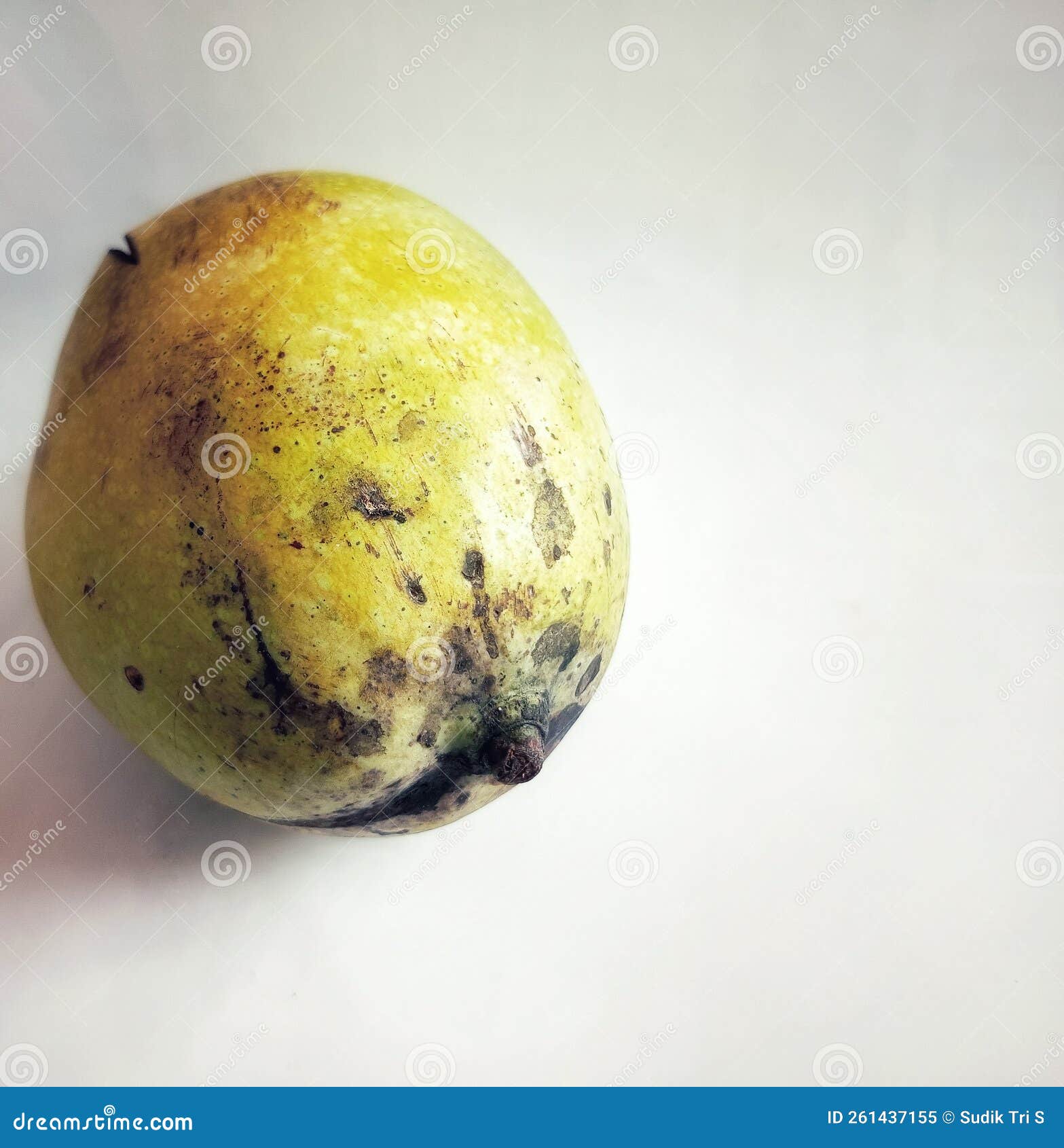 The Mango Fruit, Which is Still Dirty from Falling from the Tree, is