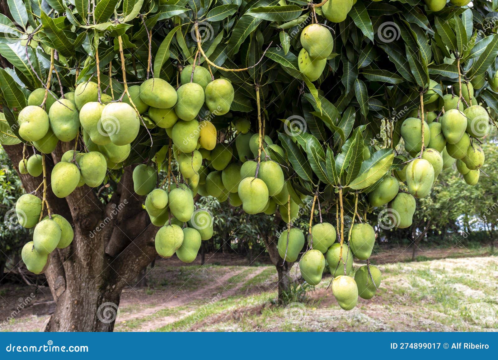 Mango Fruits are Ripening on Mango Tree Orchard Stock Image Image of