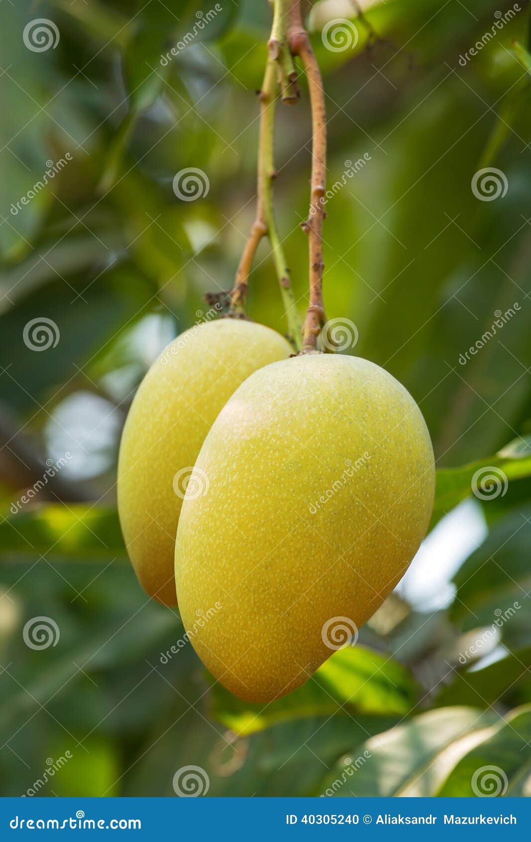 Mango fruits on a tree stock photo. Image of agriculture 40305240