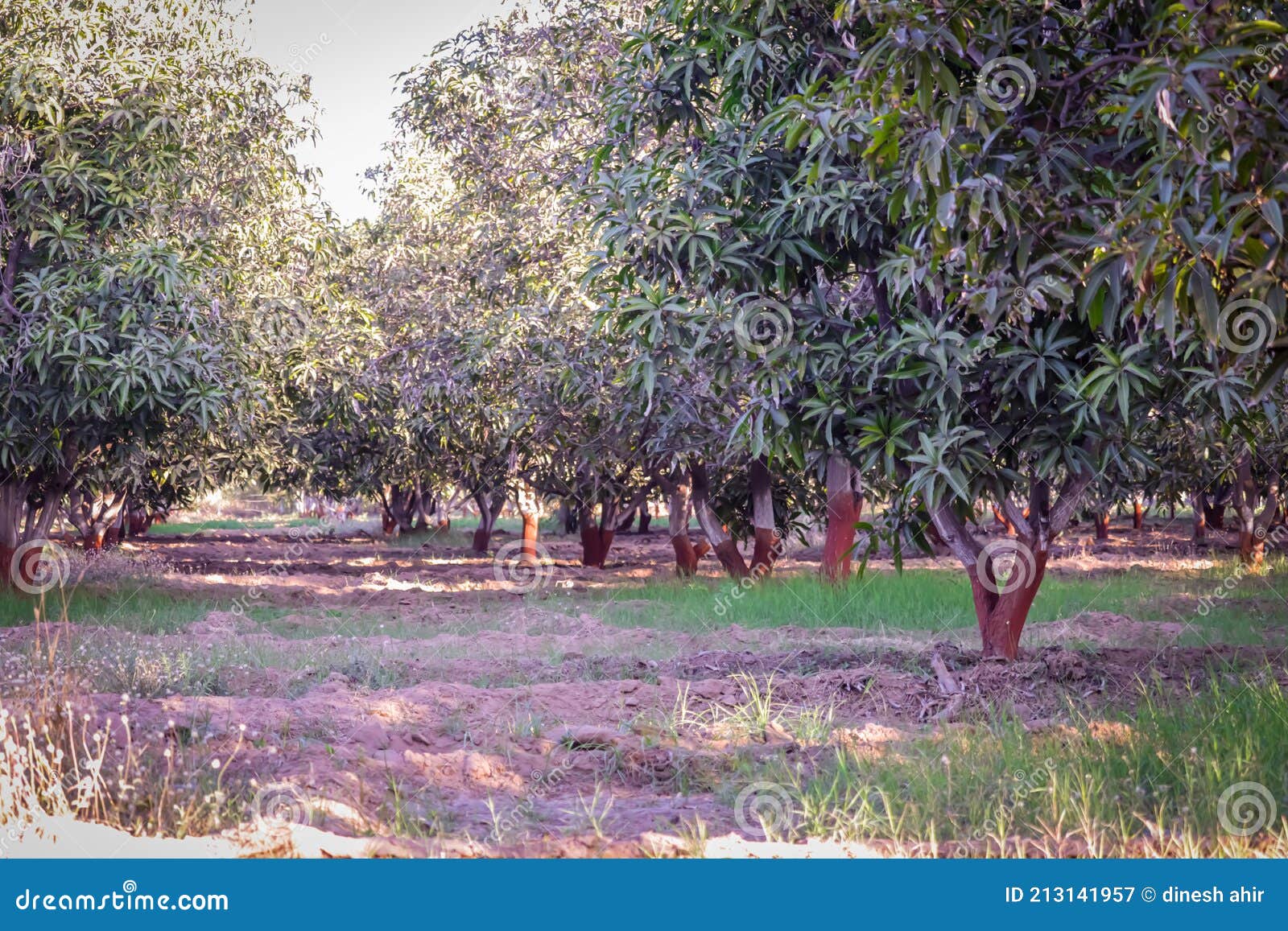Mango Garden and Mango Green Leaves,mango Tree and Mango Garden,mango Tree Stock Image Image
