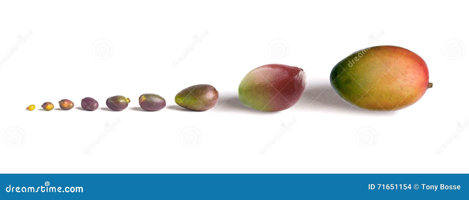 Mango Growth stock photo. Image of edible, supermarket 71651154