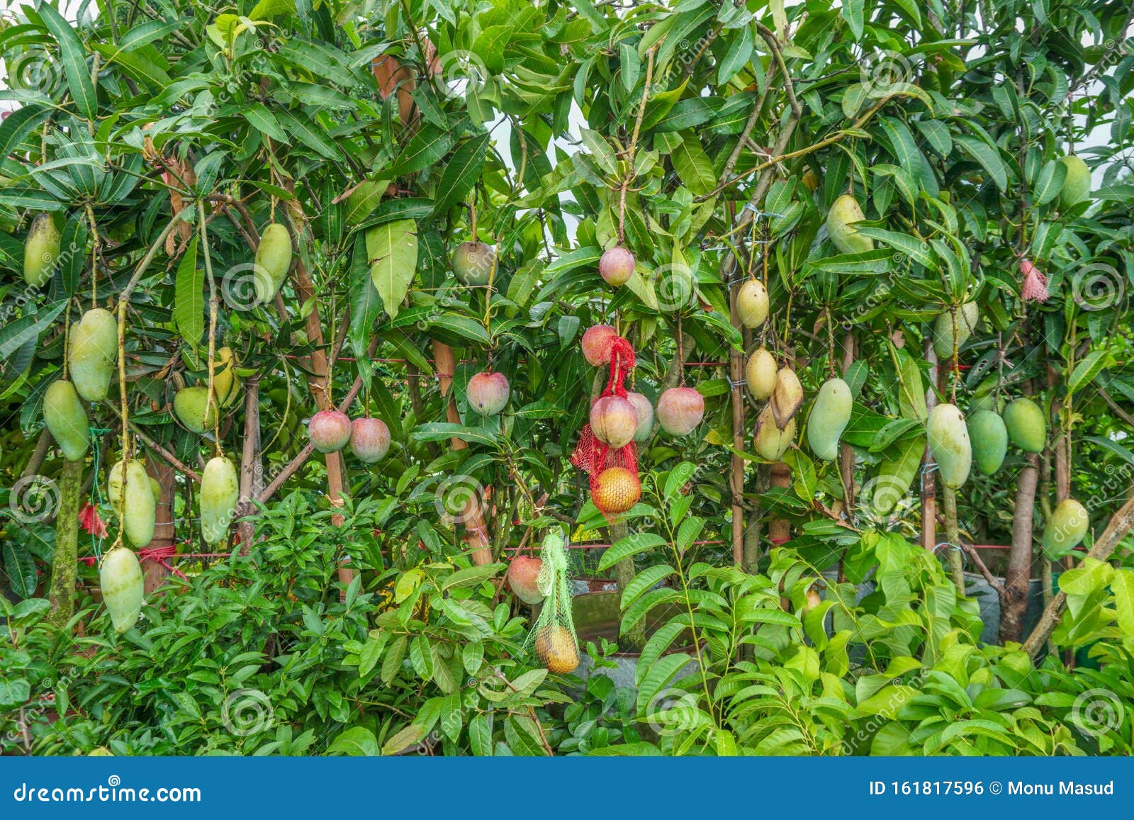 A Mango Hangs In A Beautiful Garden This Is A Delicious Fruit Mango